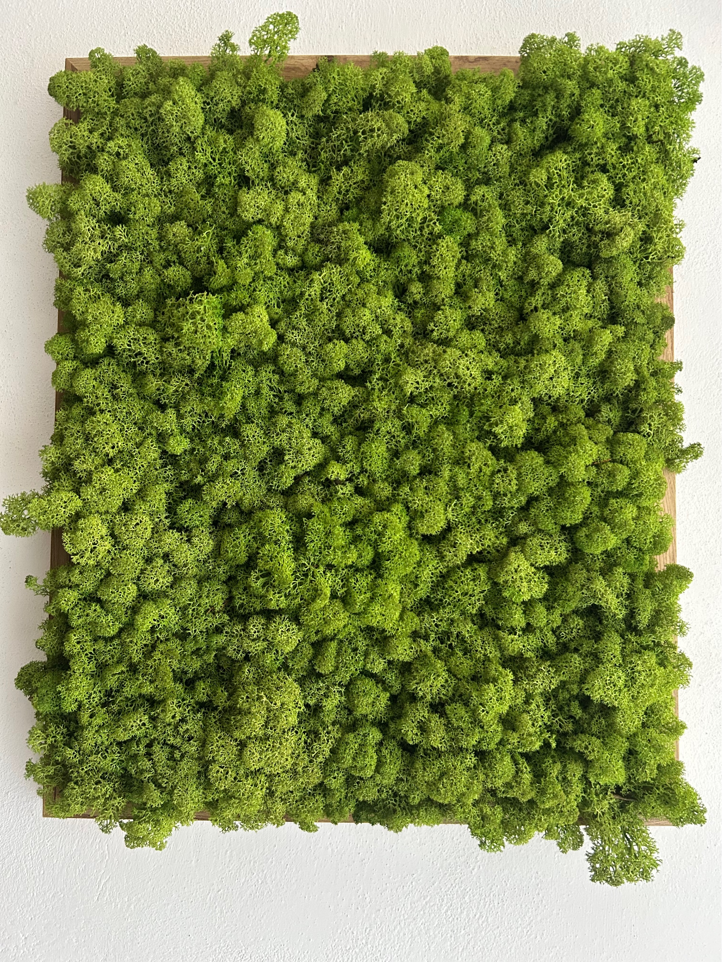 Quadro di muschio stabilizzato Verde foglia