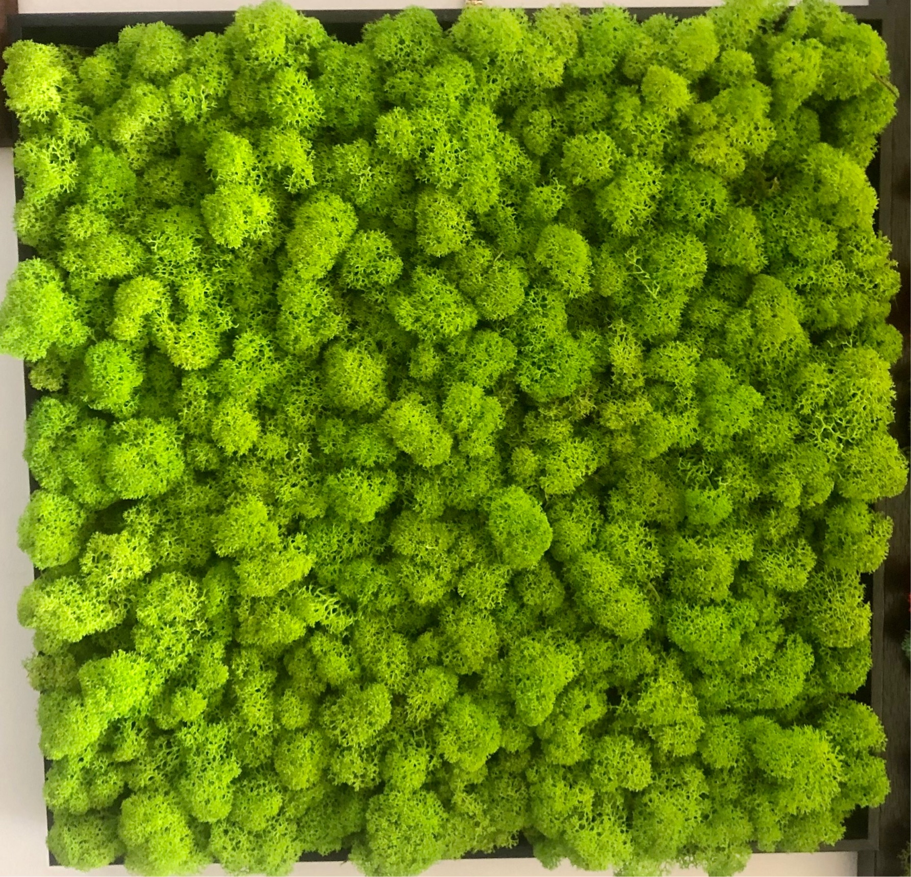 Quadro con cornice nera e sfondo di muschio verde foglia