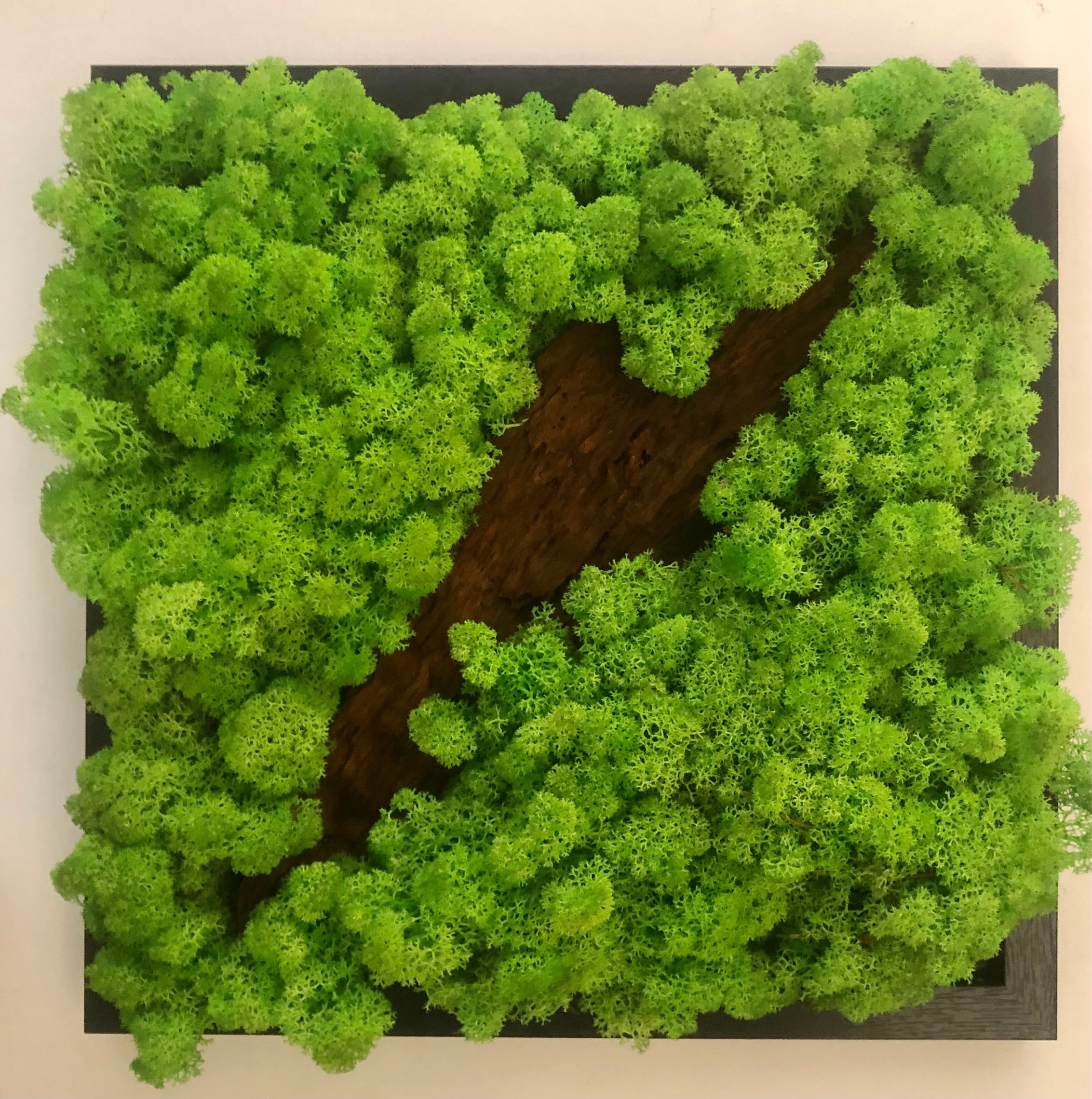 quadro cornice nera  con corteccia trasversale su piano di licheni color verde foglia