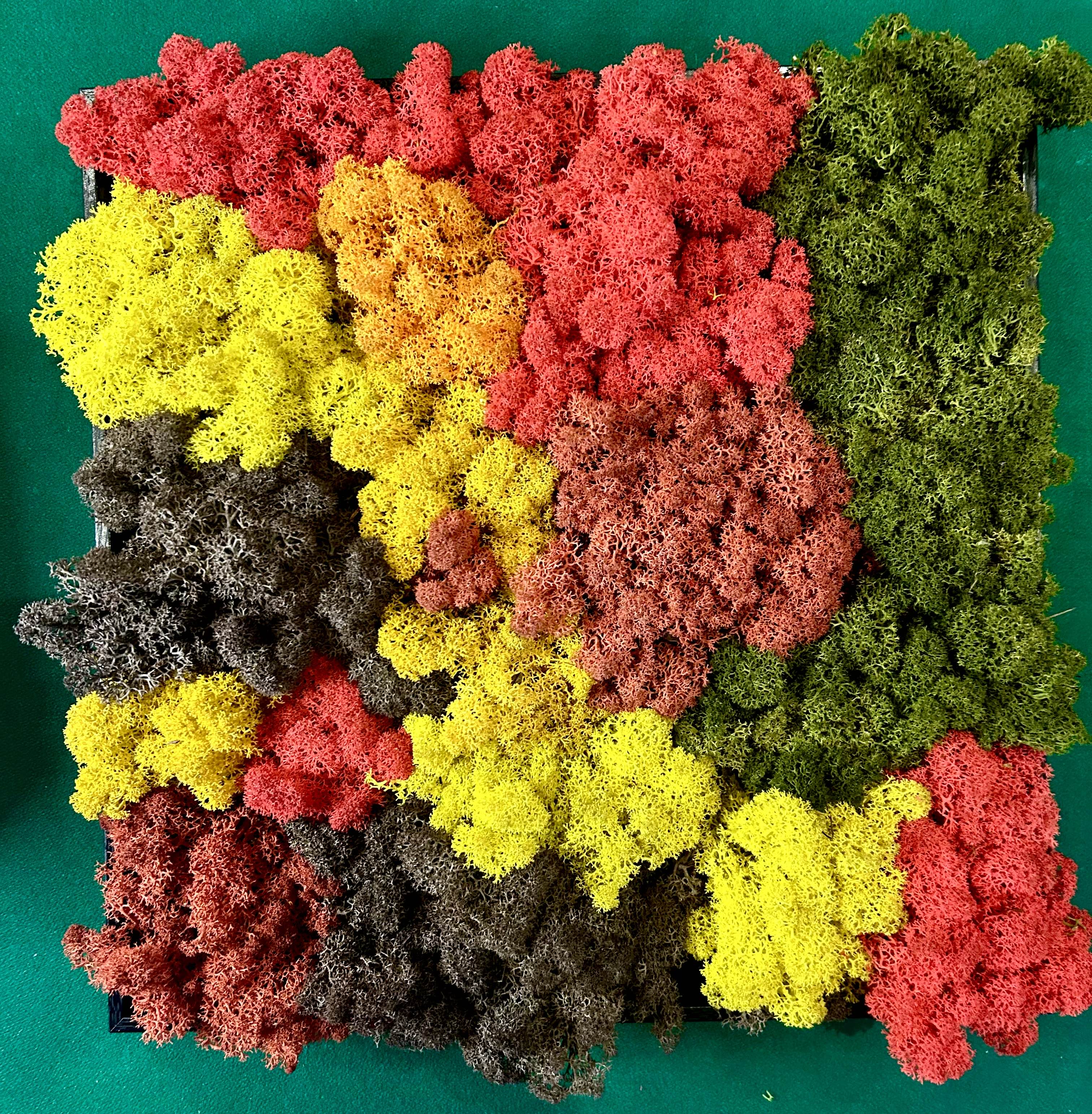 Quadro di muschio stabilizzato multicolore autunnale