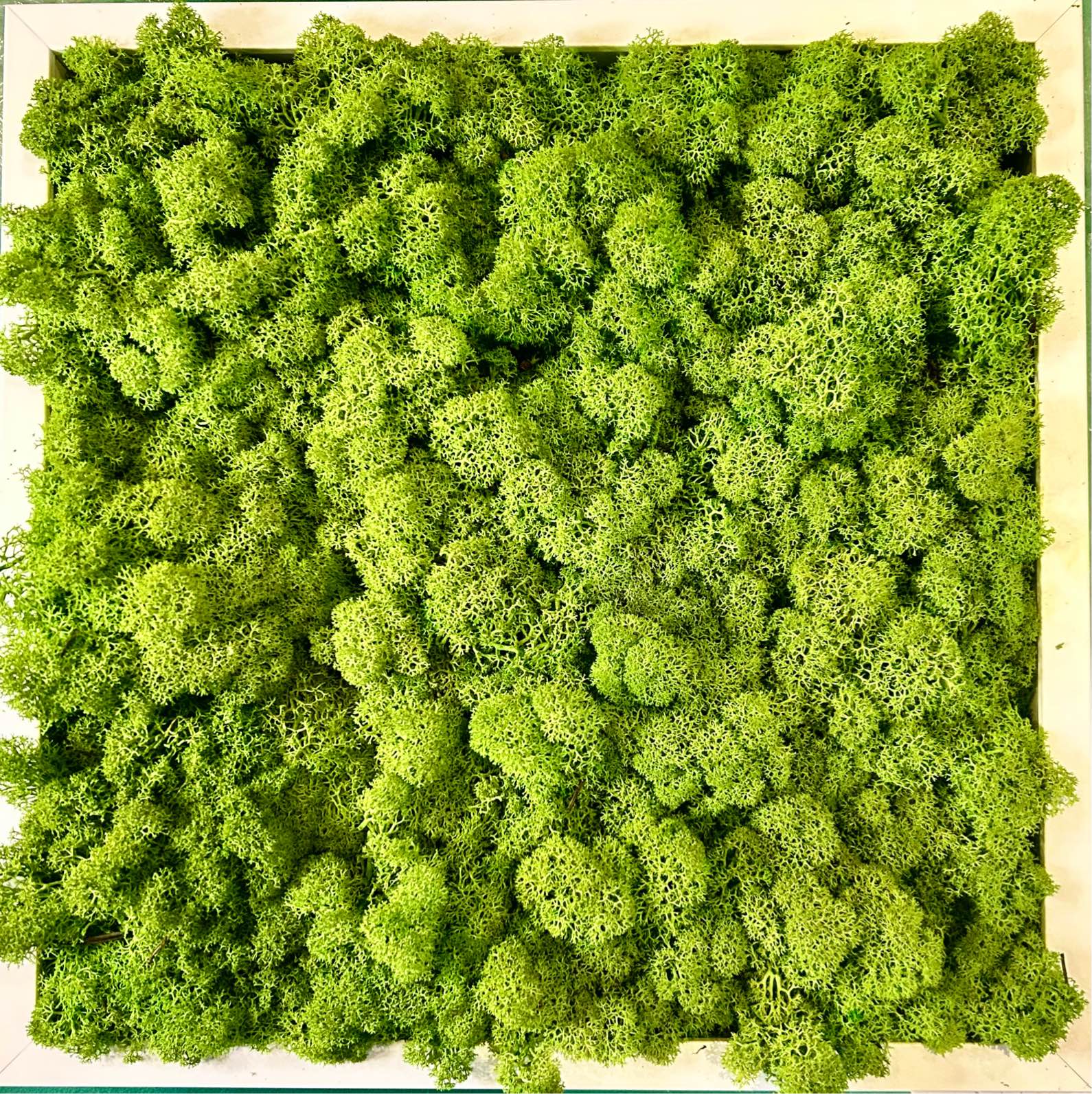 Quadro di muschio stabilizzato Verde foglia