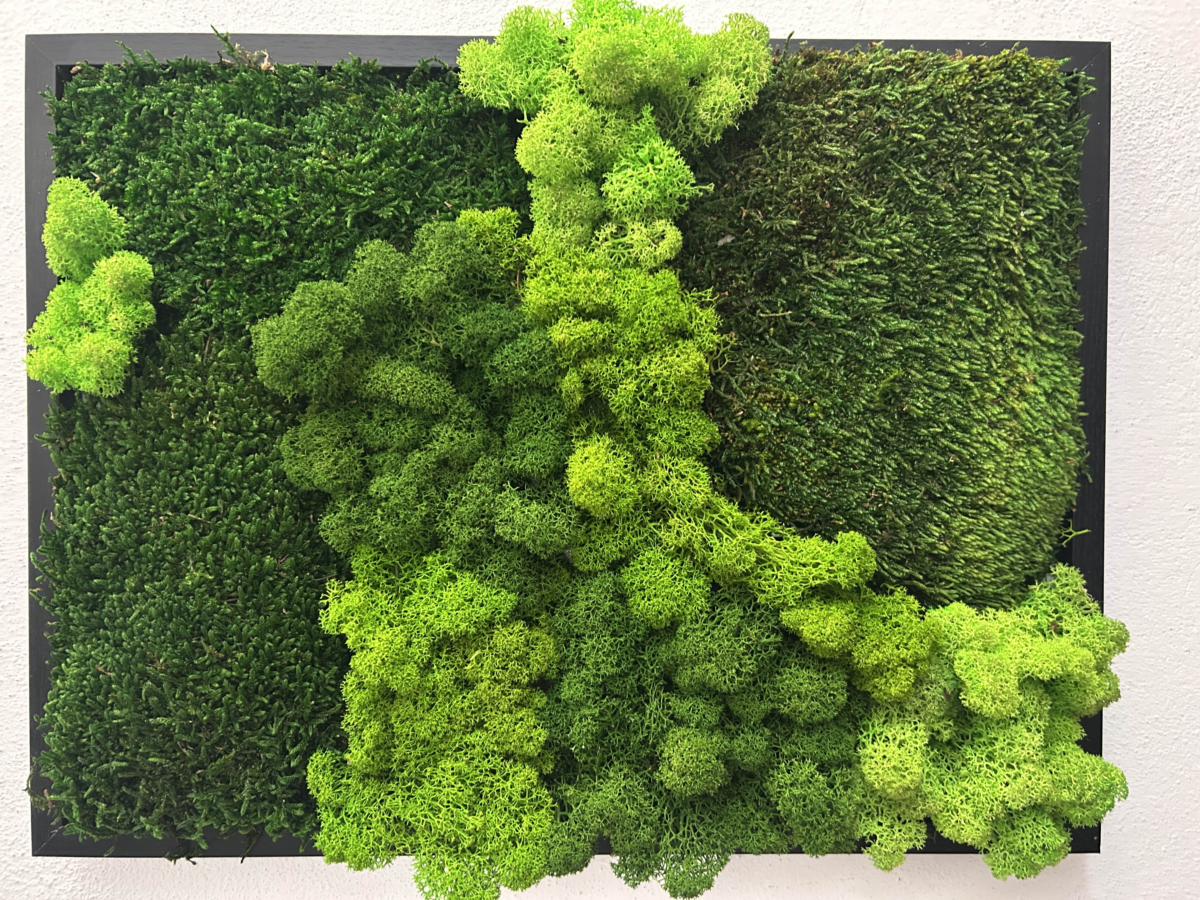 Quadro con muschi stabilizzati