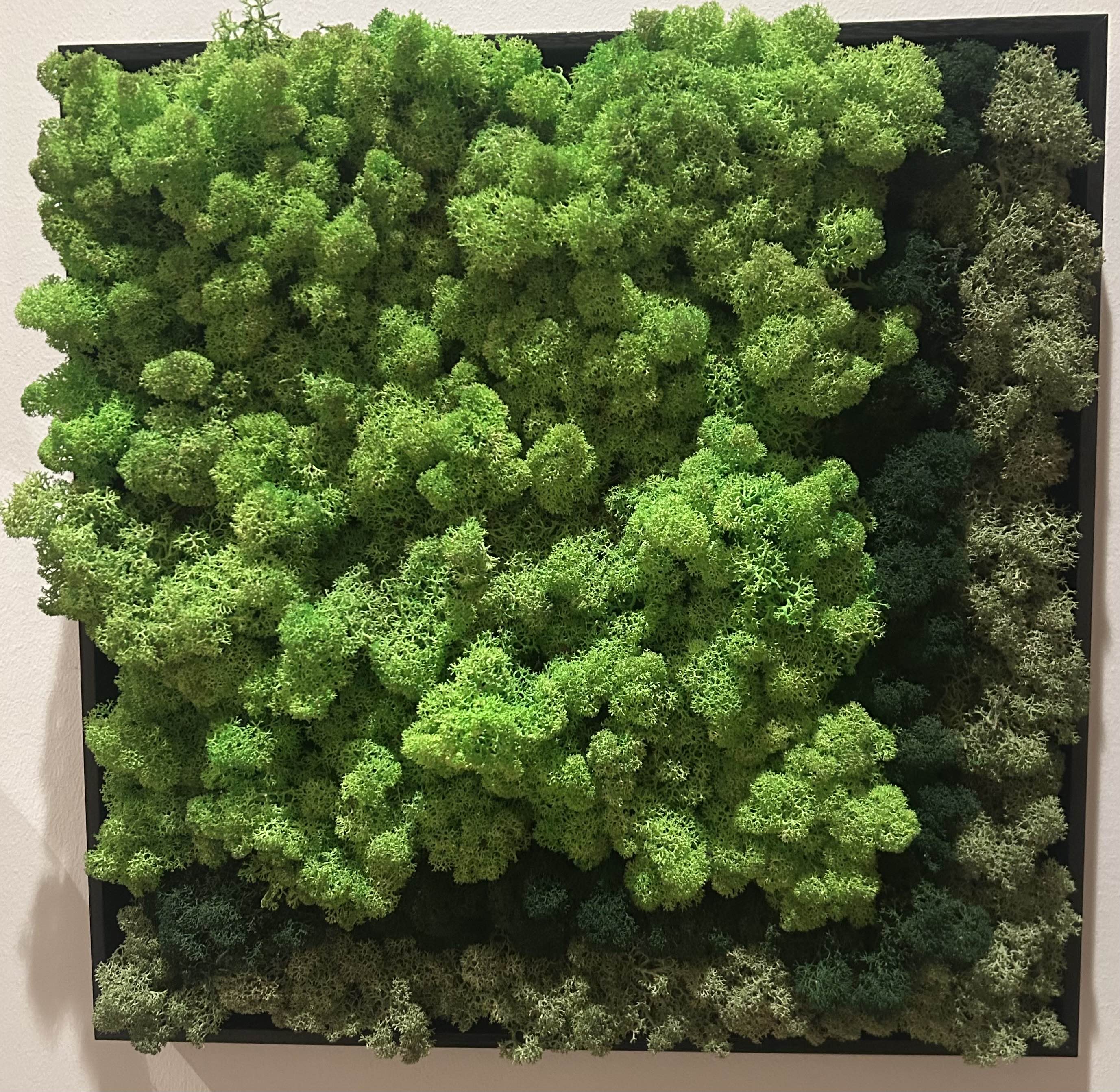 Quadro di muschio stabilizzato