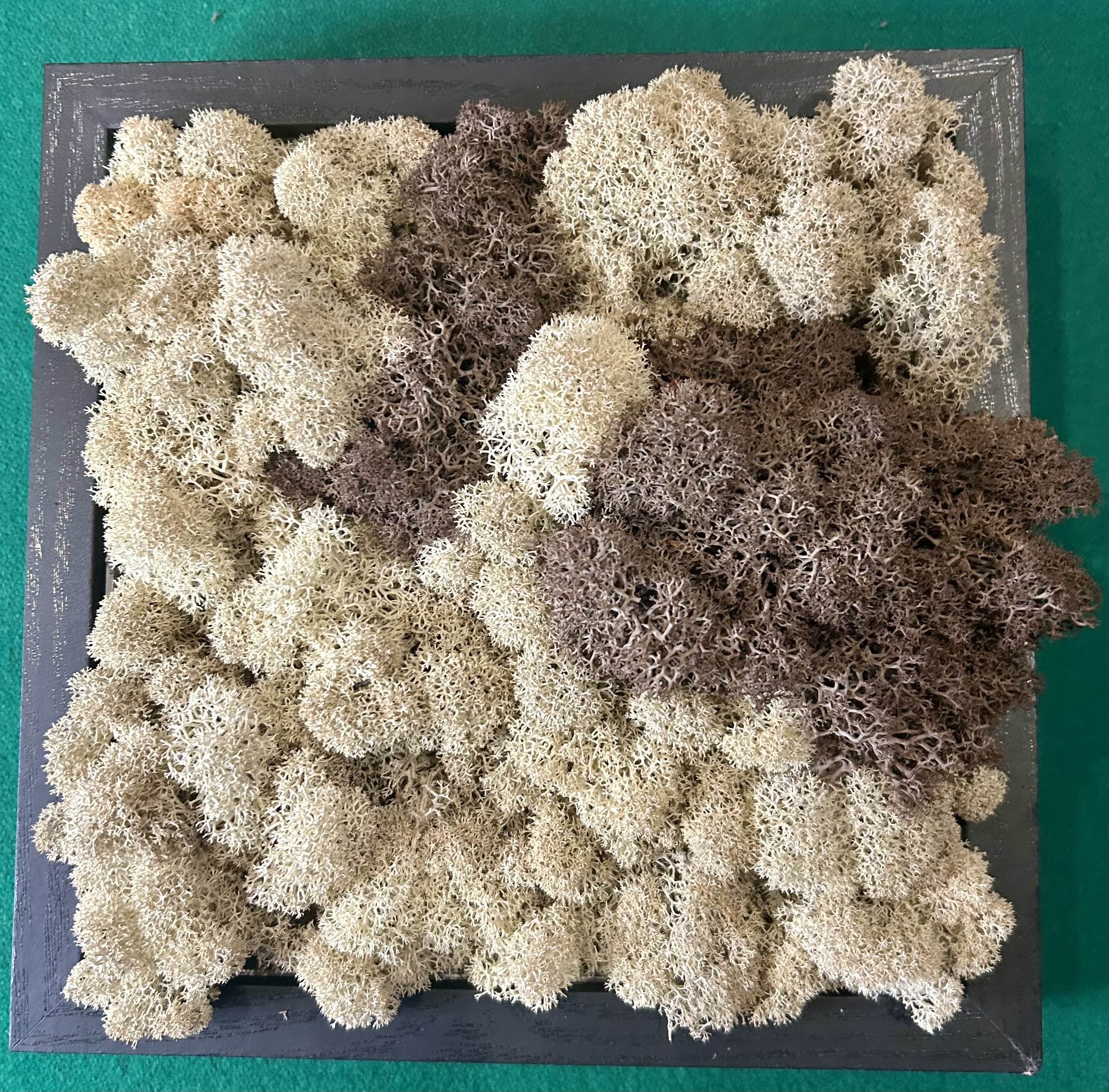 Quadro di lichene stabilizzato INVERNO