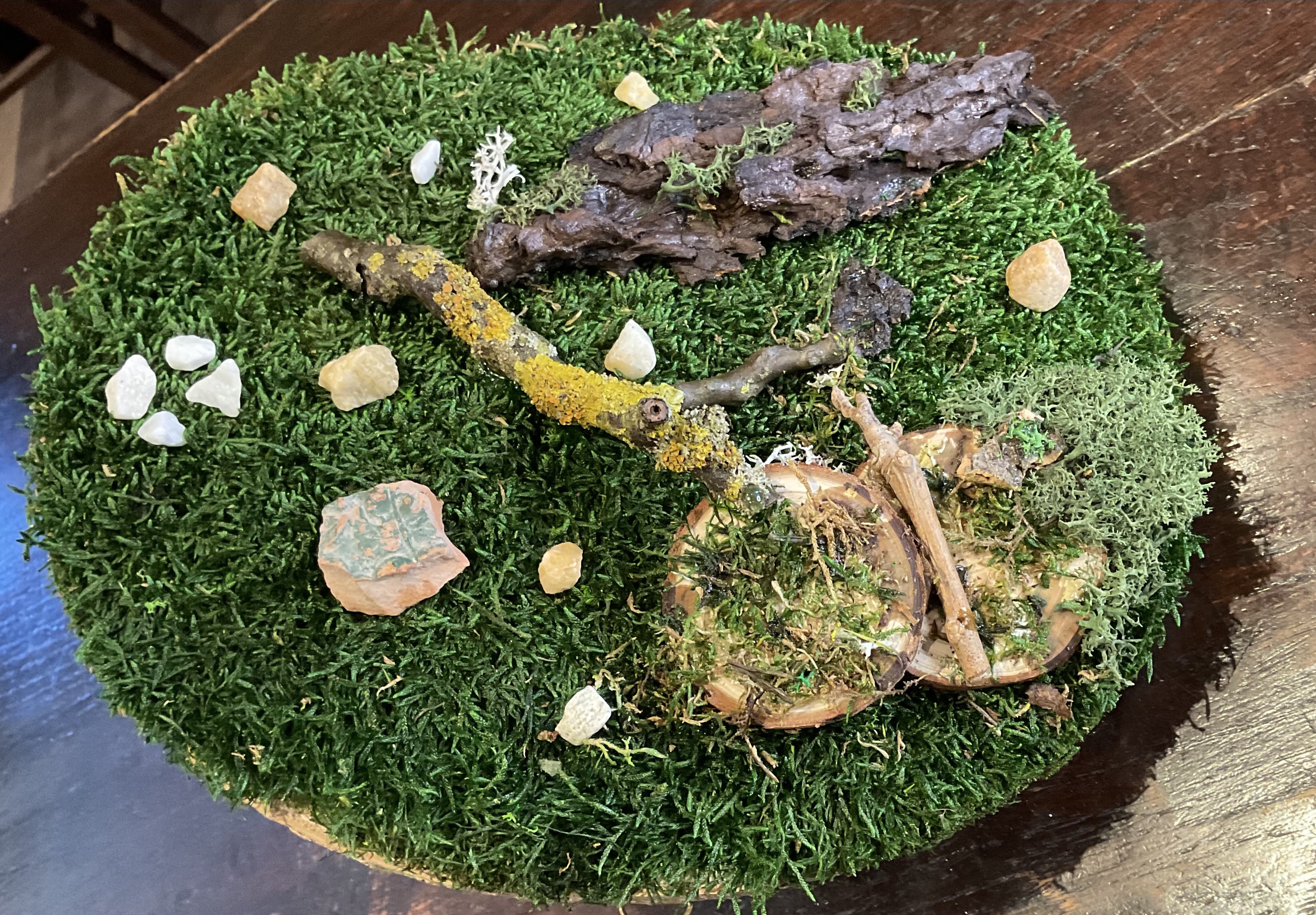 Fetta di abete con rappresentazione di sottobosco