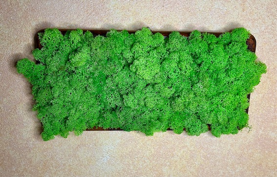 Quadro di muschio stabilizzato