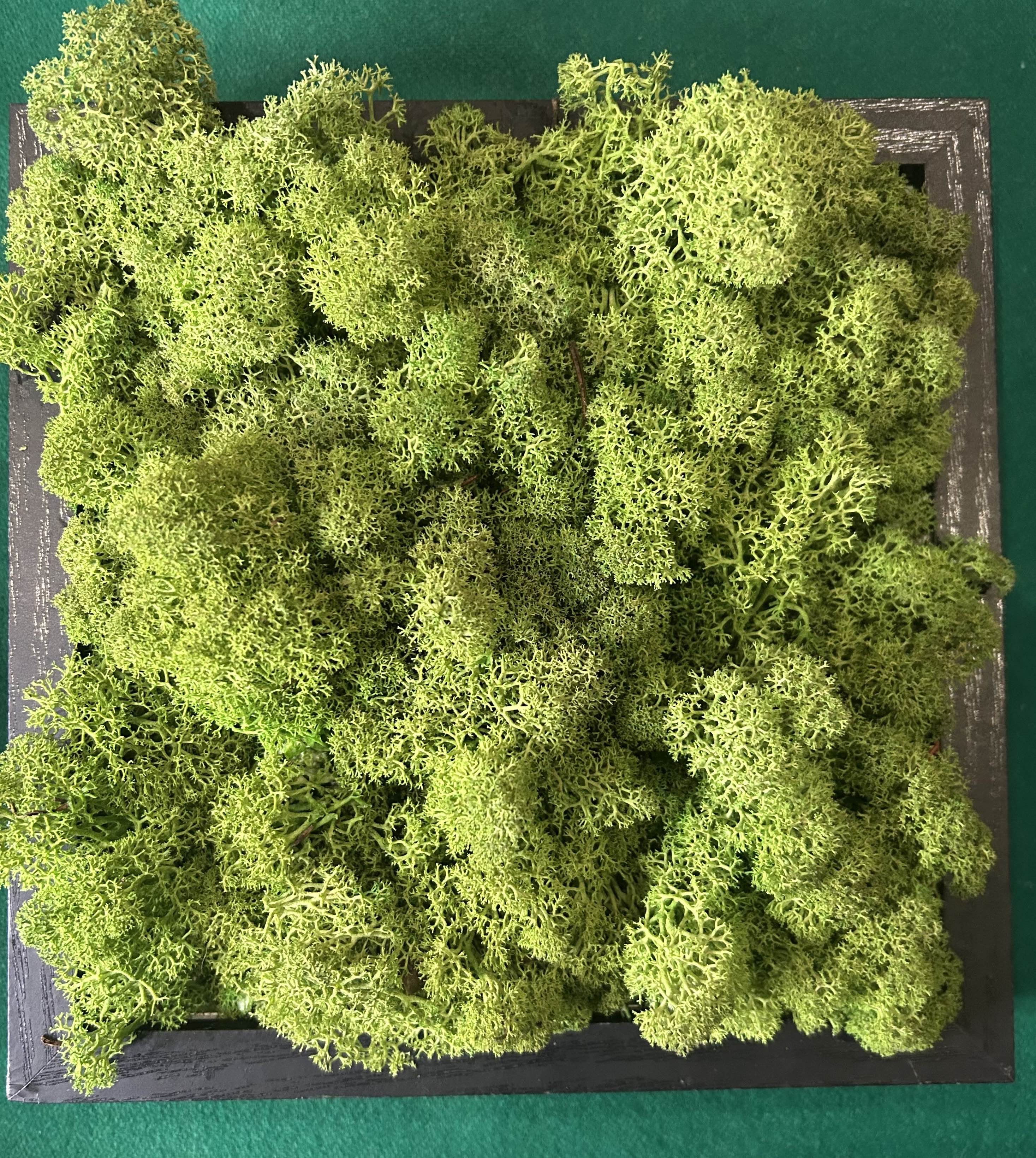 Quadro di lichene stabilizzato PRIMAVERA