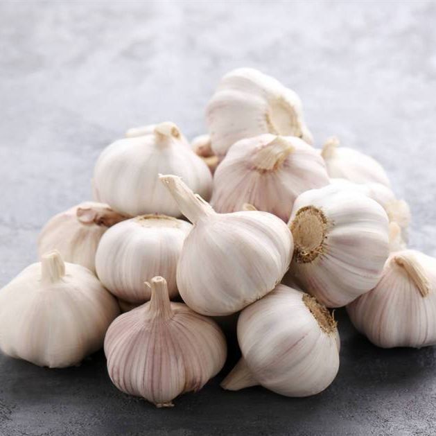 Garlic