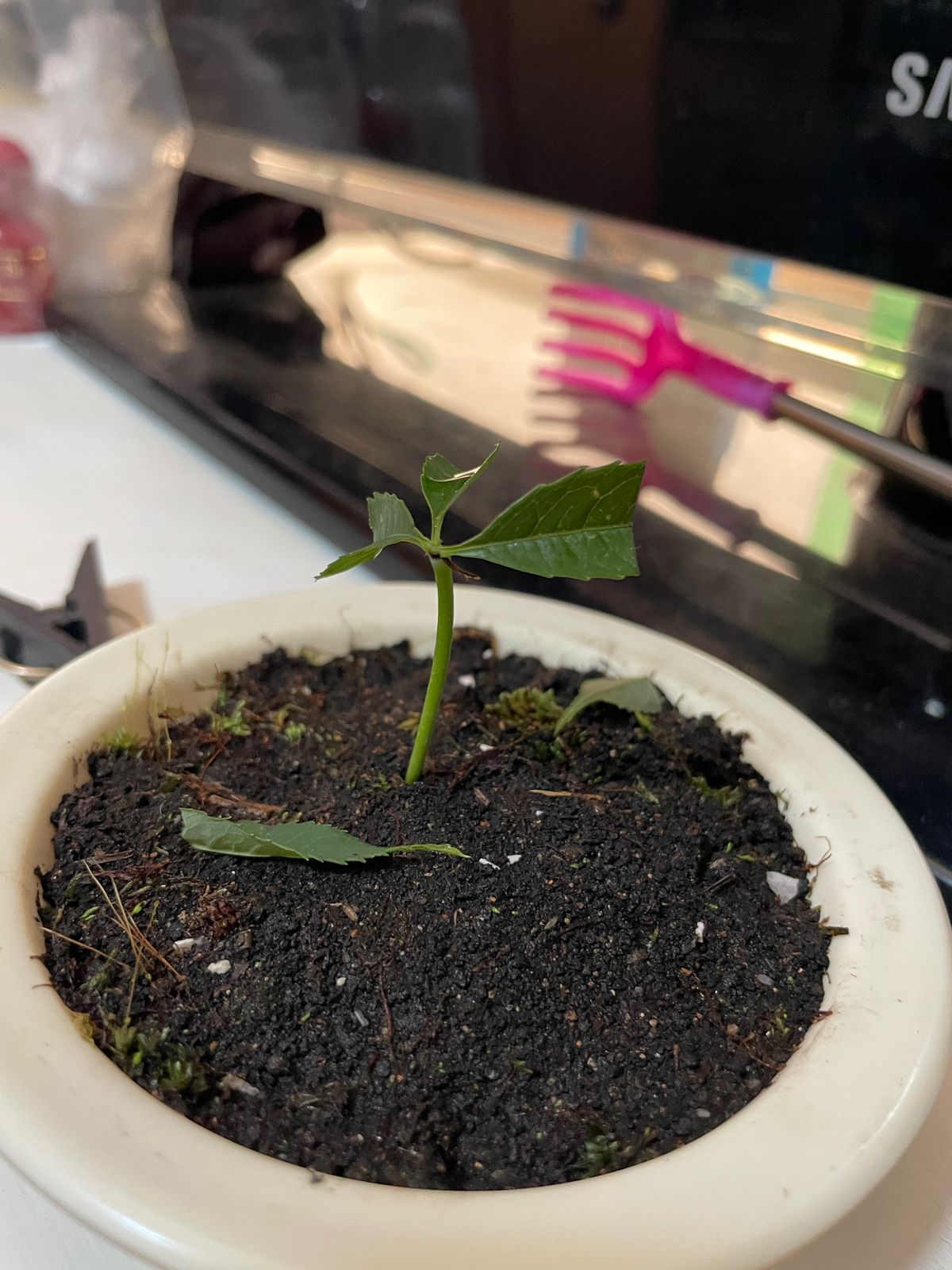 Planta joven de ceiba