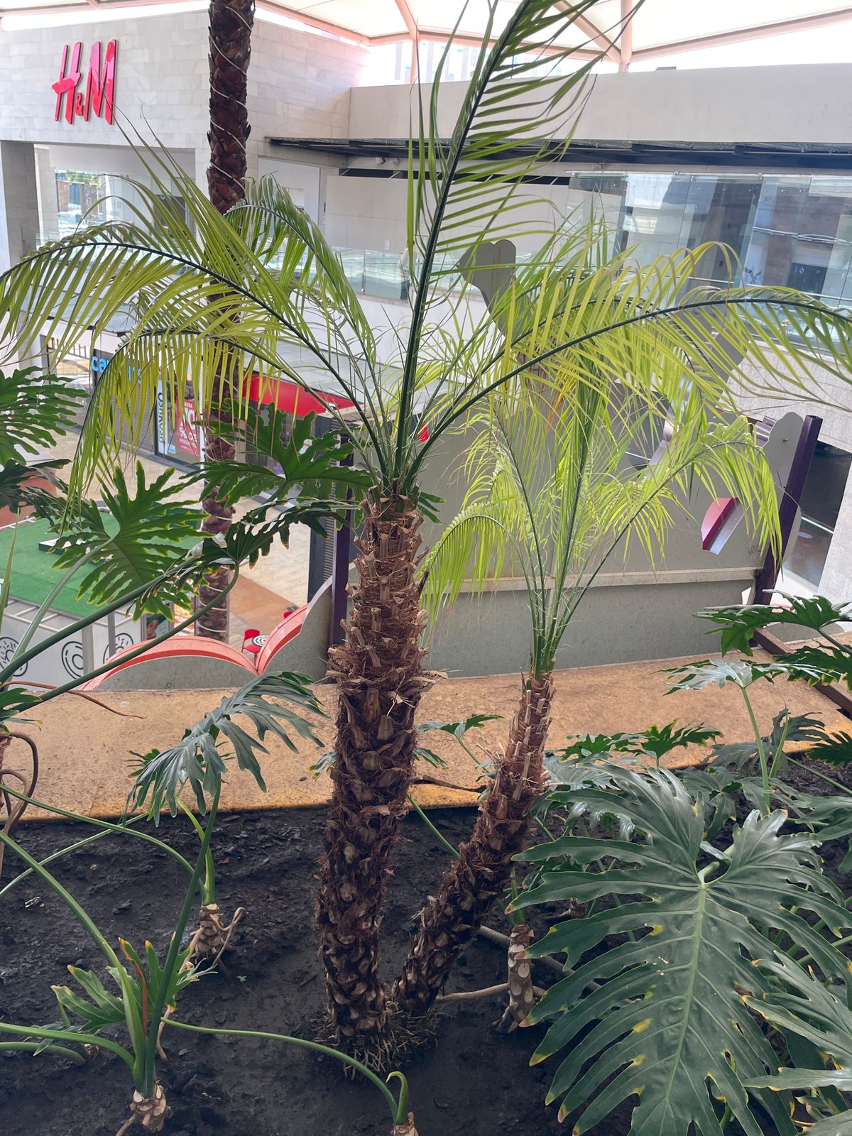 Palmera ornamental