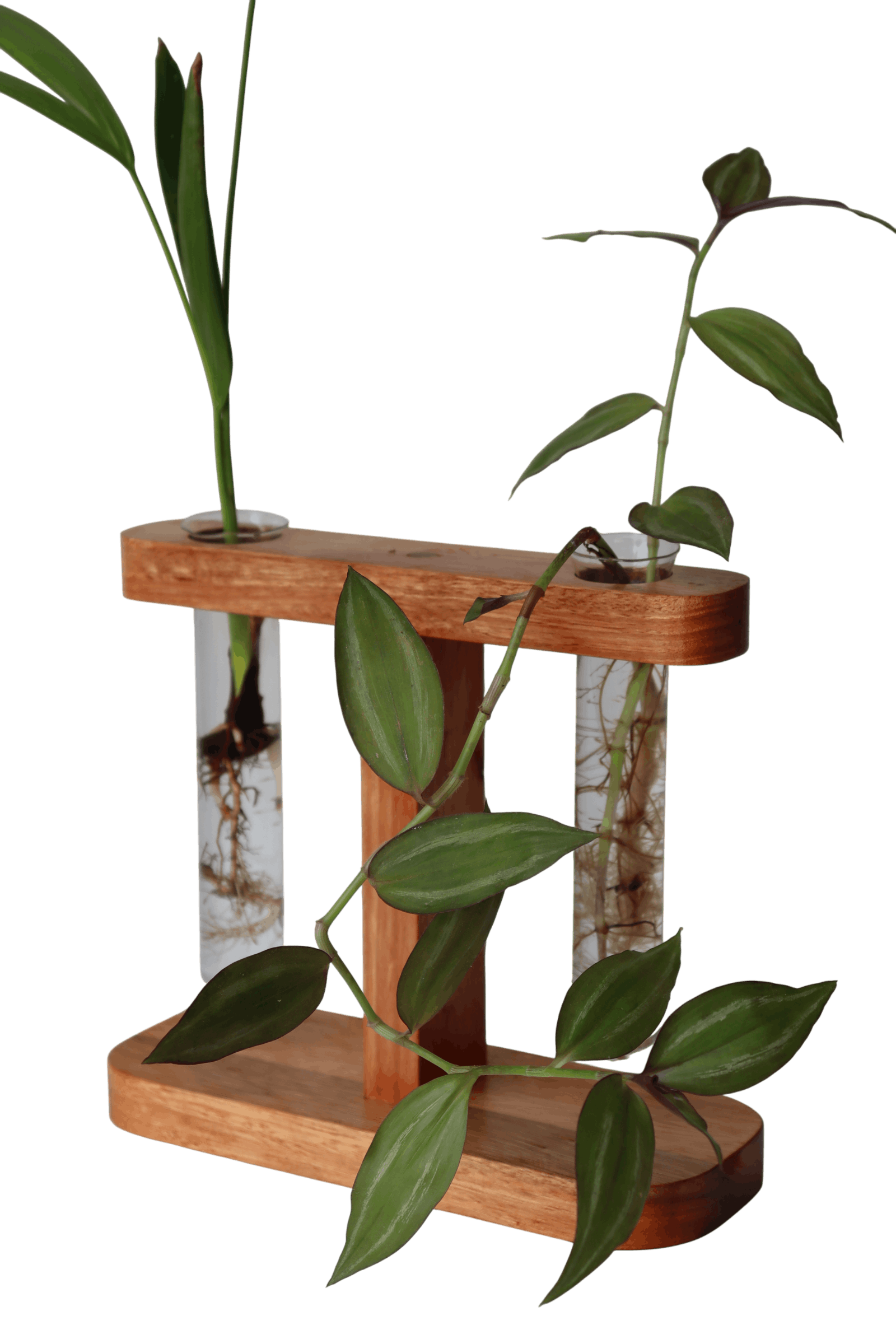 Suporte com 2 tubetes de vidro para planta na água