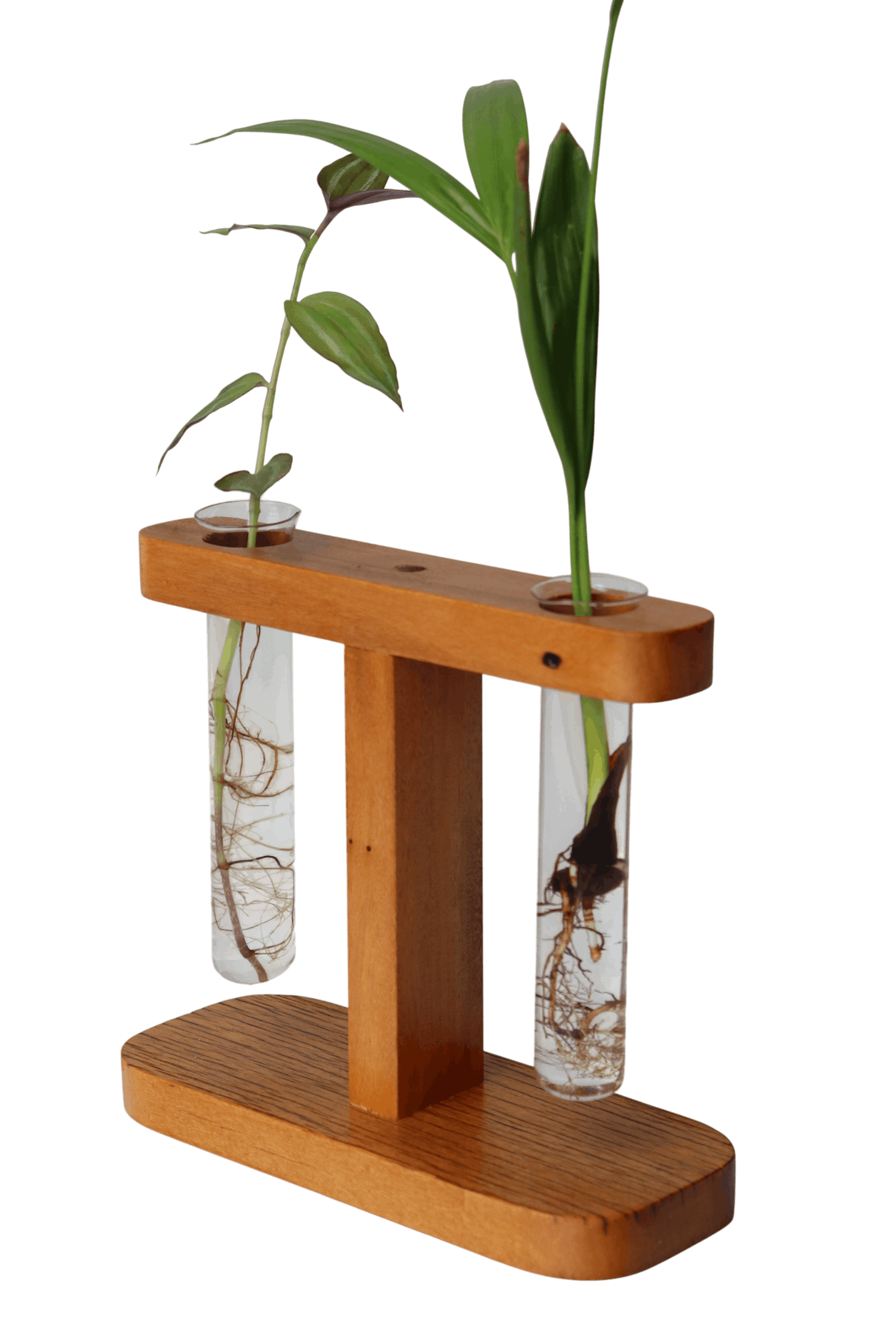 Suporte com 2 tubetes de vidro para planta na água