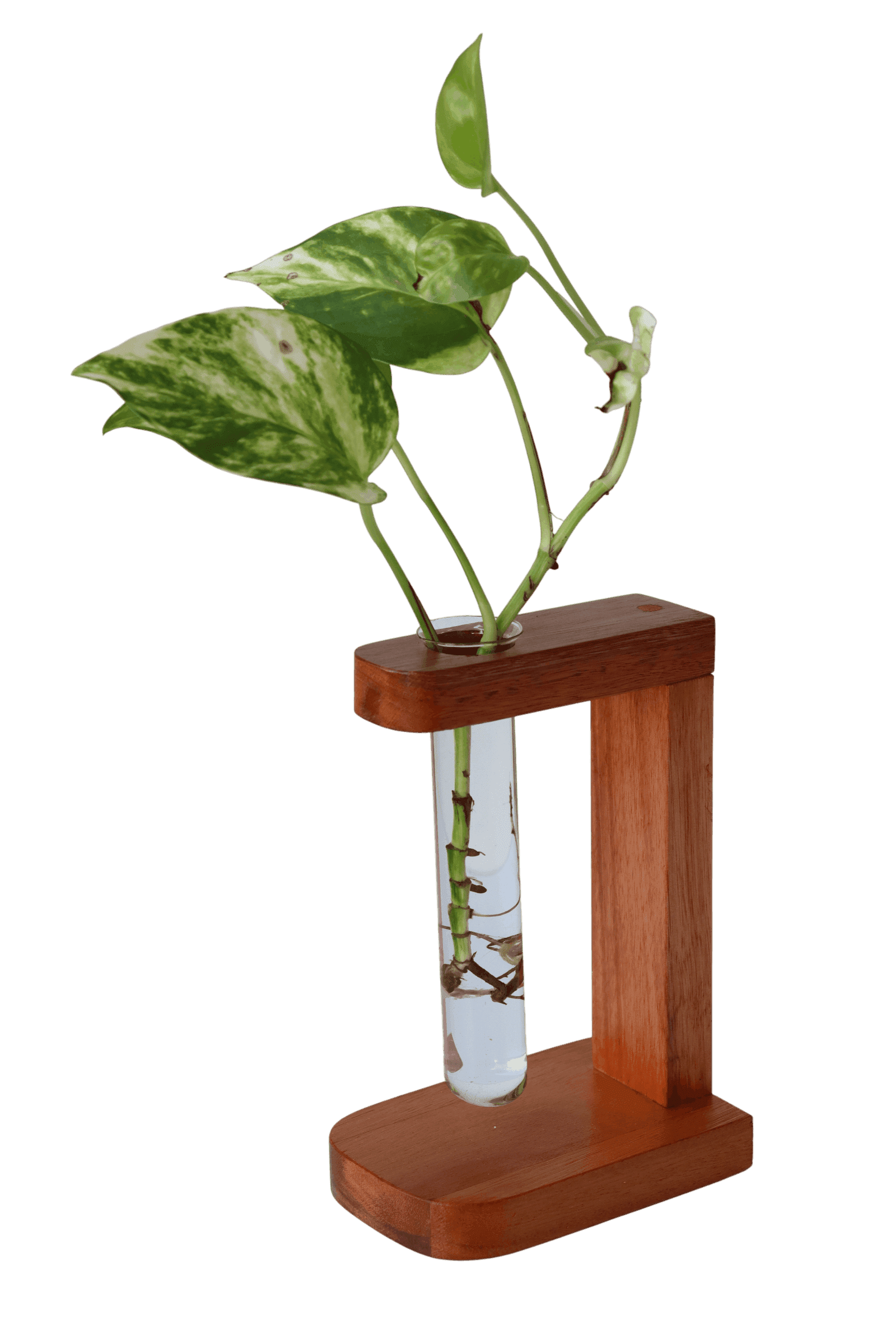Suporte com 1 tubete de vidro para planta na água