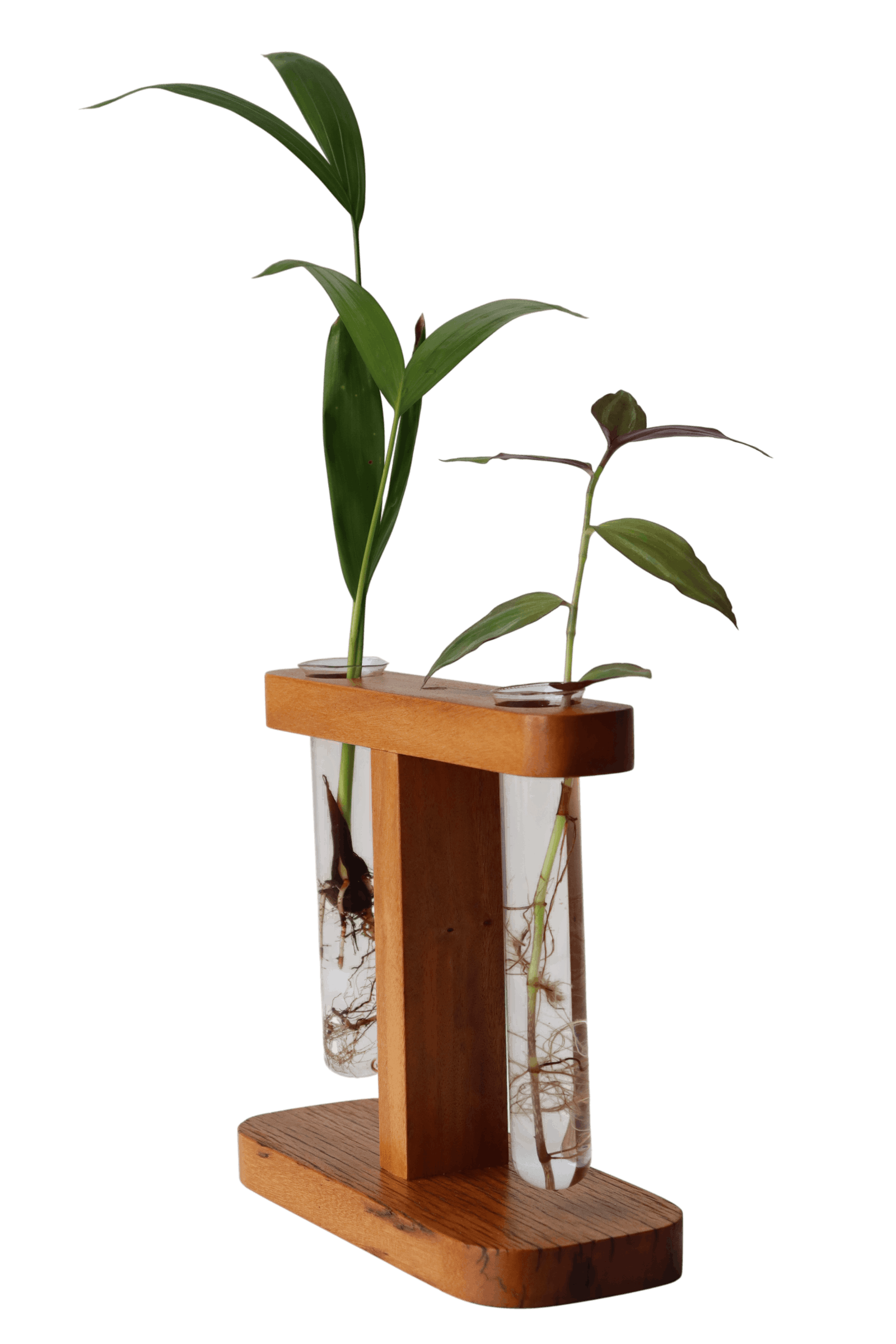 Suporte com 2 tubetes de vidro para planta na água