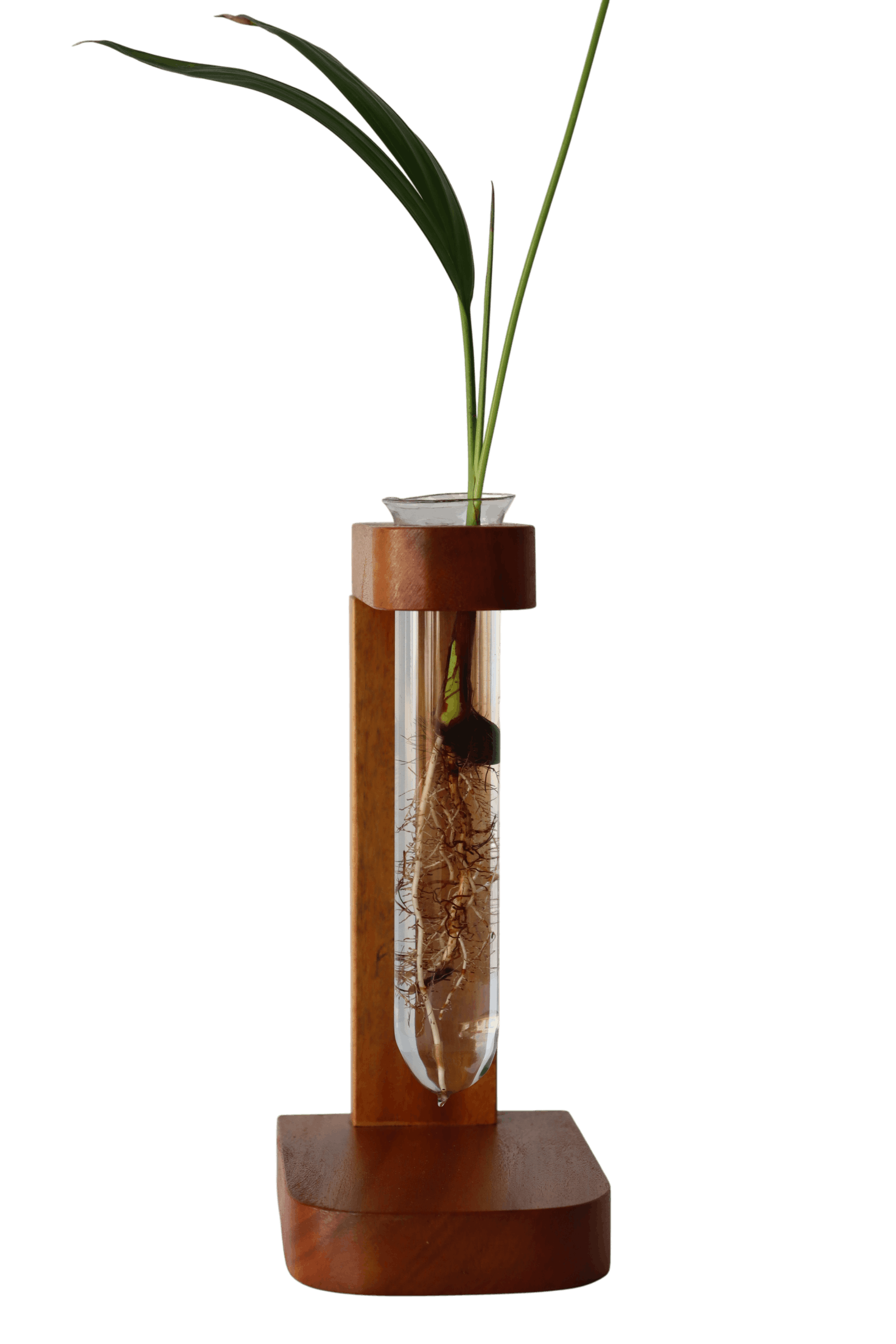 Suporte com 1 tubete de vidro para planta na água