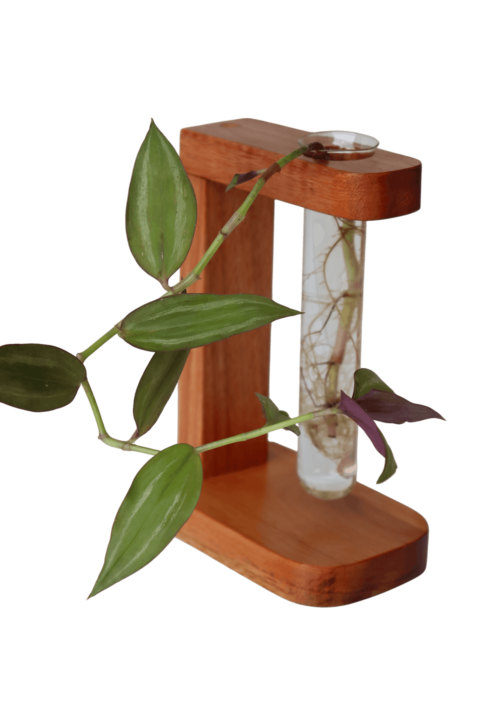 Suporte com 1 tubete de vidro para planta na água