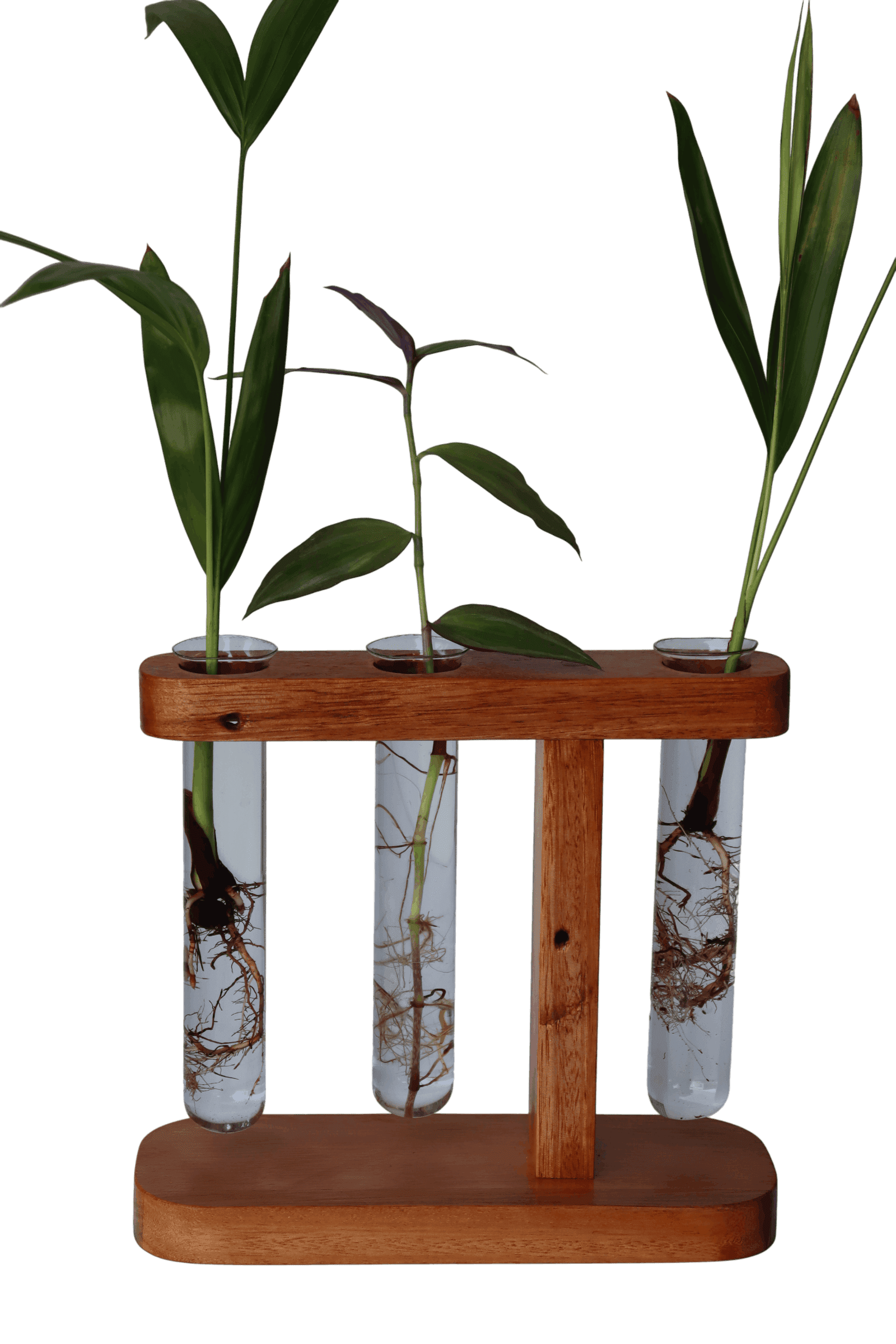 Suporte com 3 tubetes de vidro para planta na água