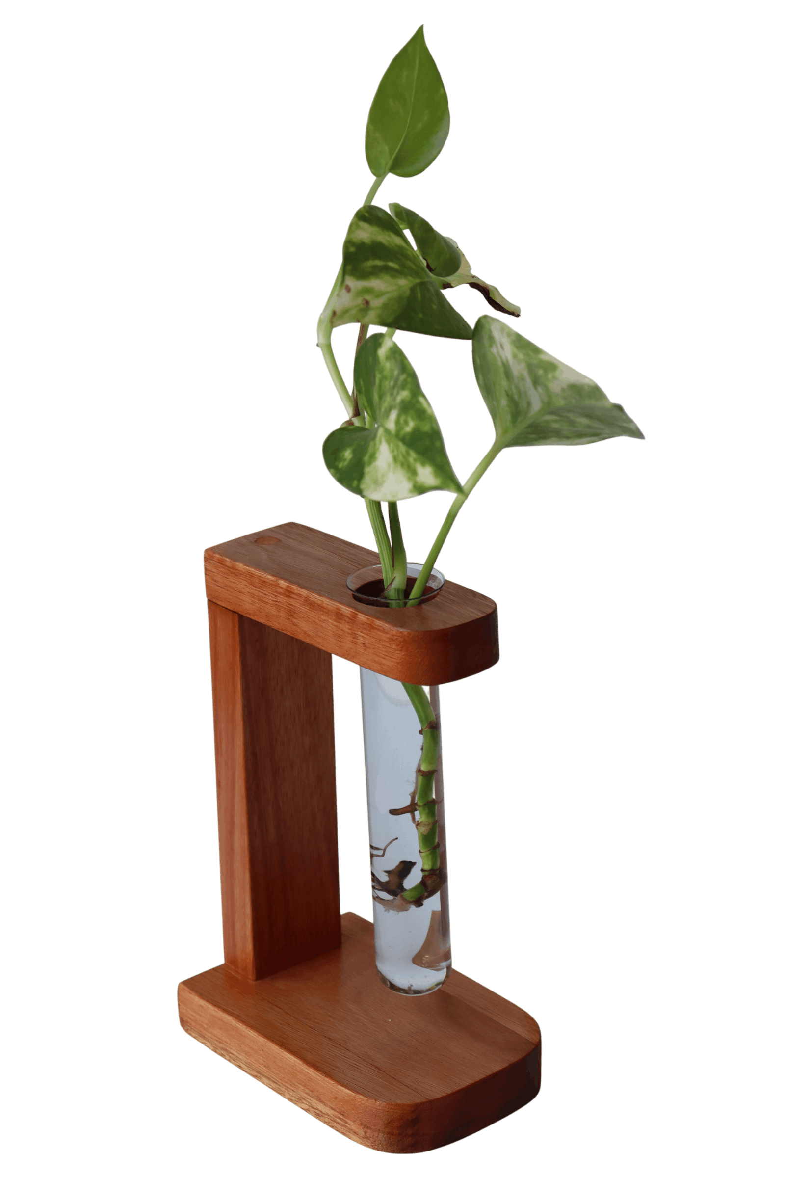 Suporte com 1 tubete de vidro para planta na água