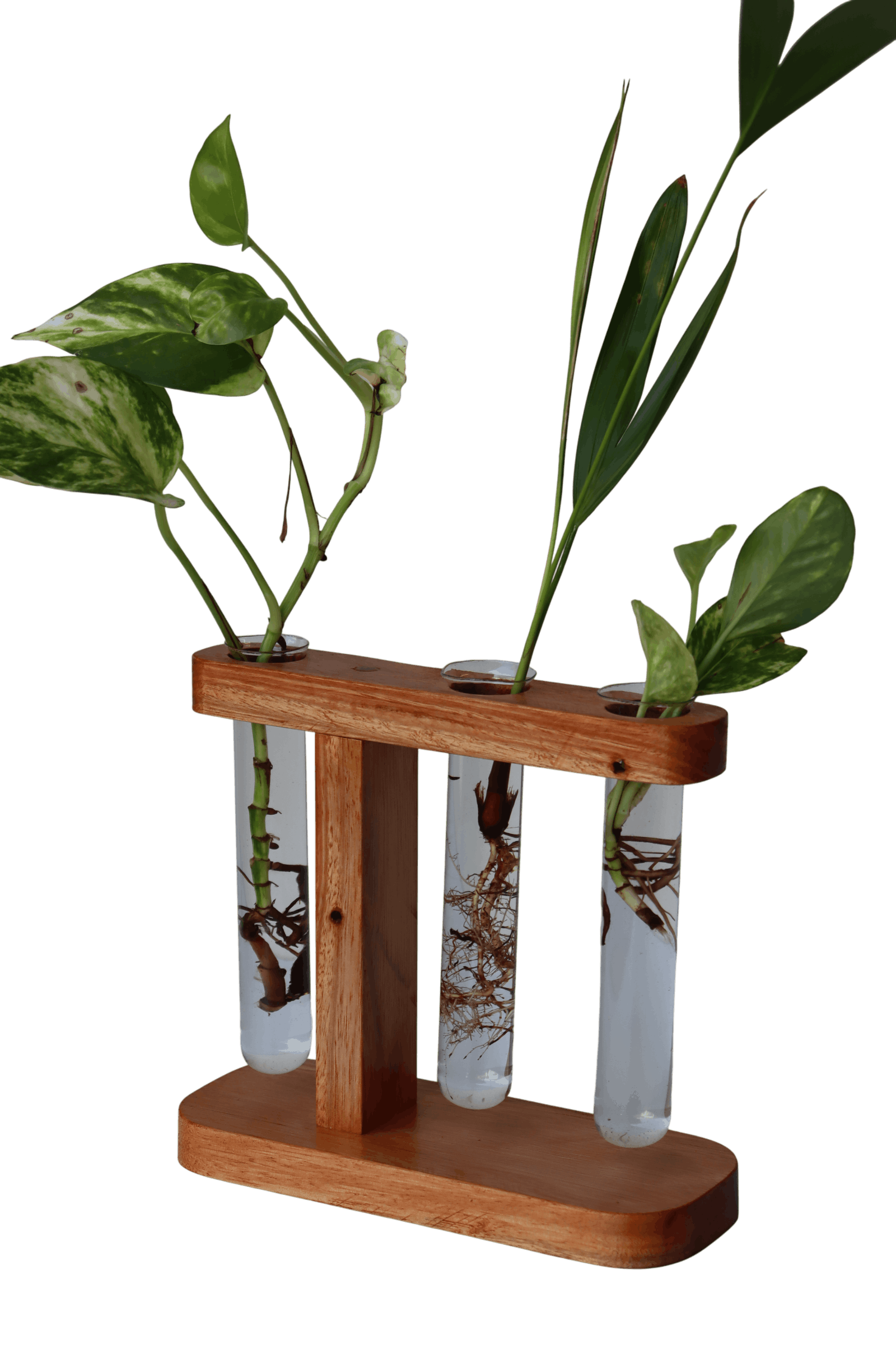 Suporte com 3 tubetes de vidro para planta na água