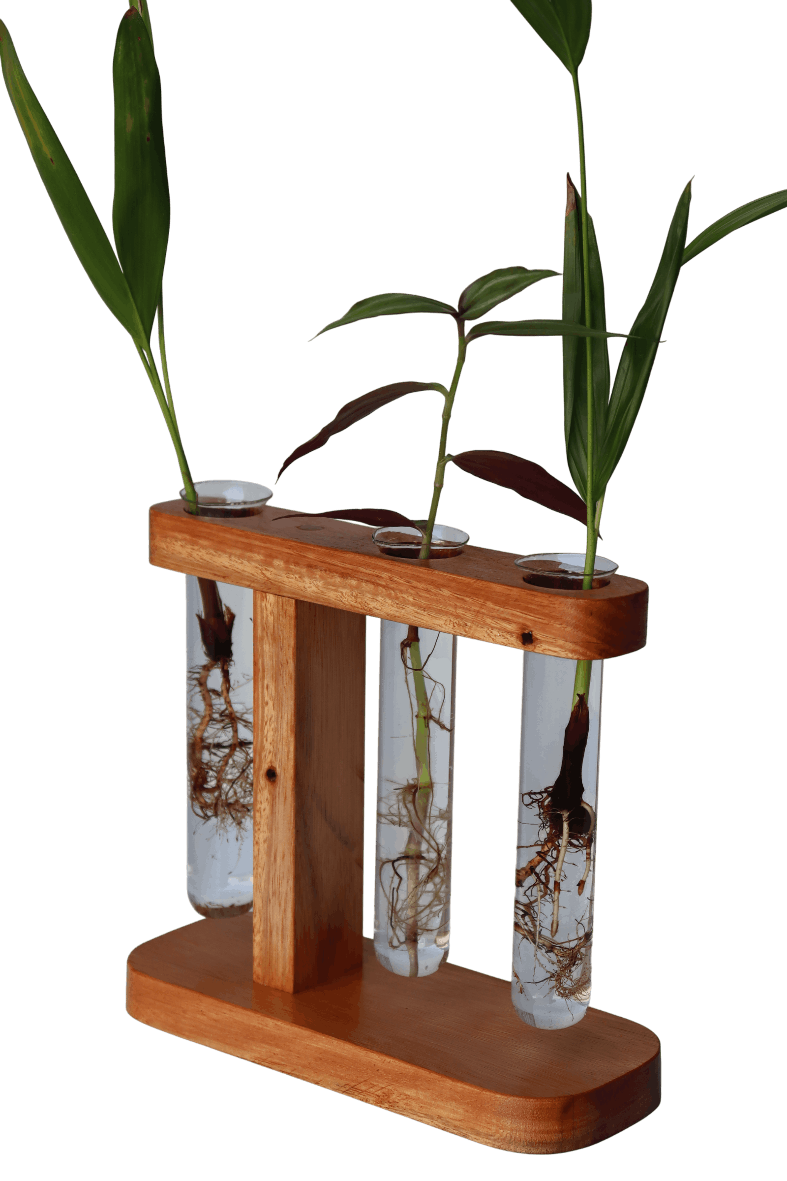 Suporte com 3 tubetes de vidro para planta na água