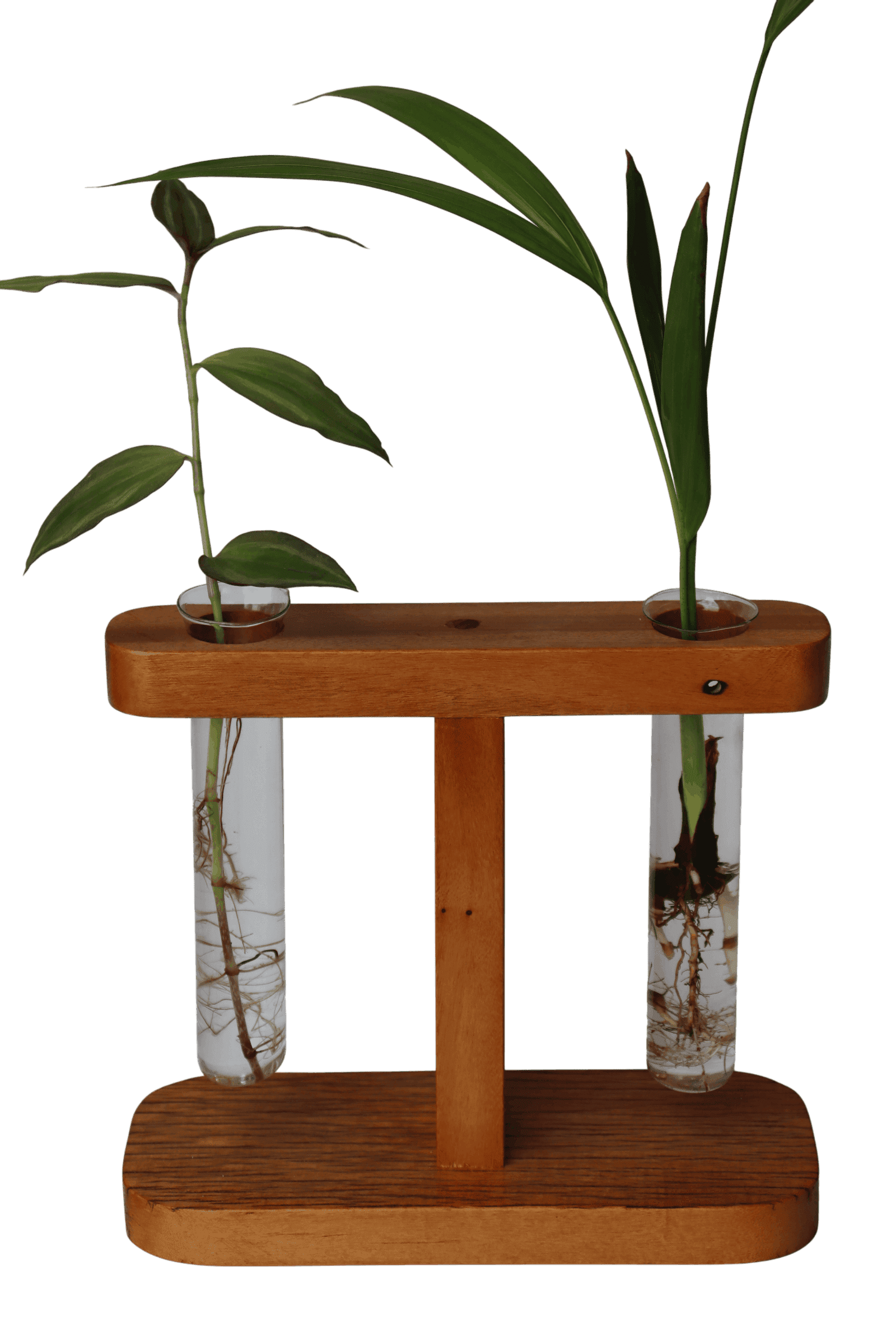 Suporte com 2 tubetes de vidro para planta na água