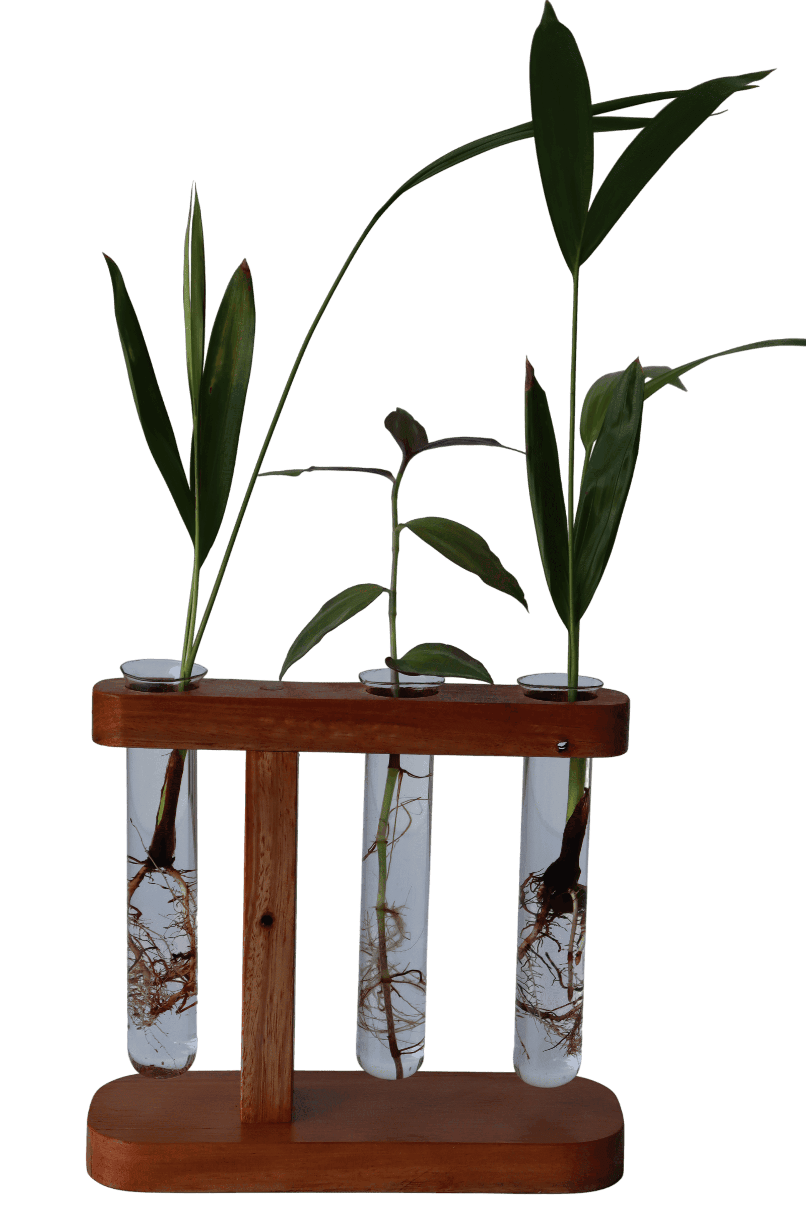 Suporte com 3 tubetes de vidro para planta na água