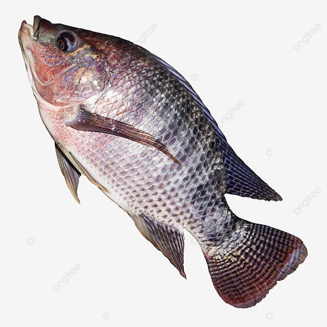 TILAPIA