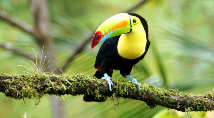 VIAJE EN GRUPO A COSTA RICA