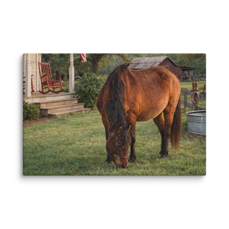 Horse Grazing Canvas Print