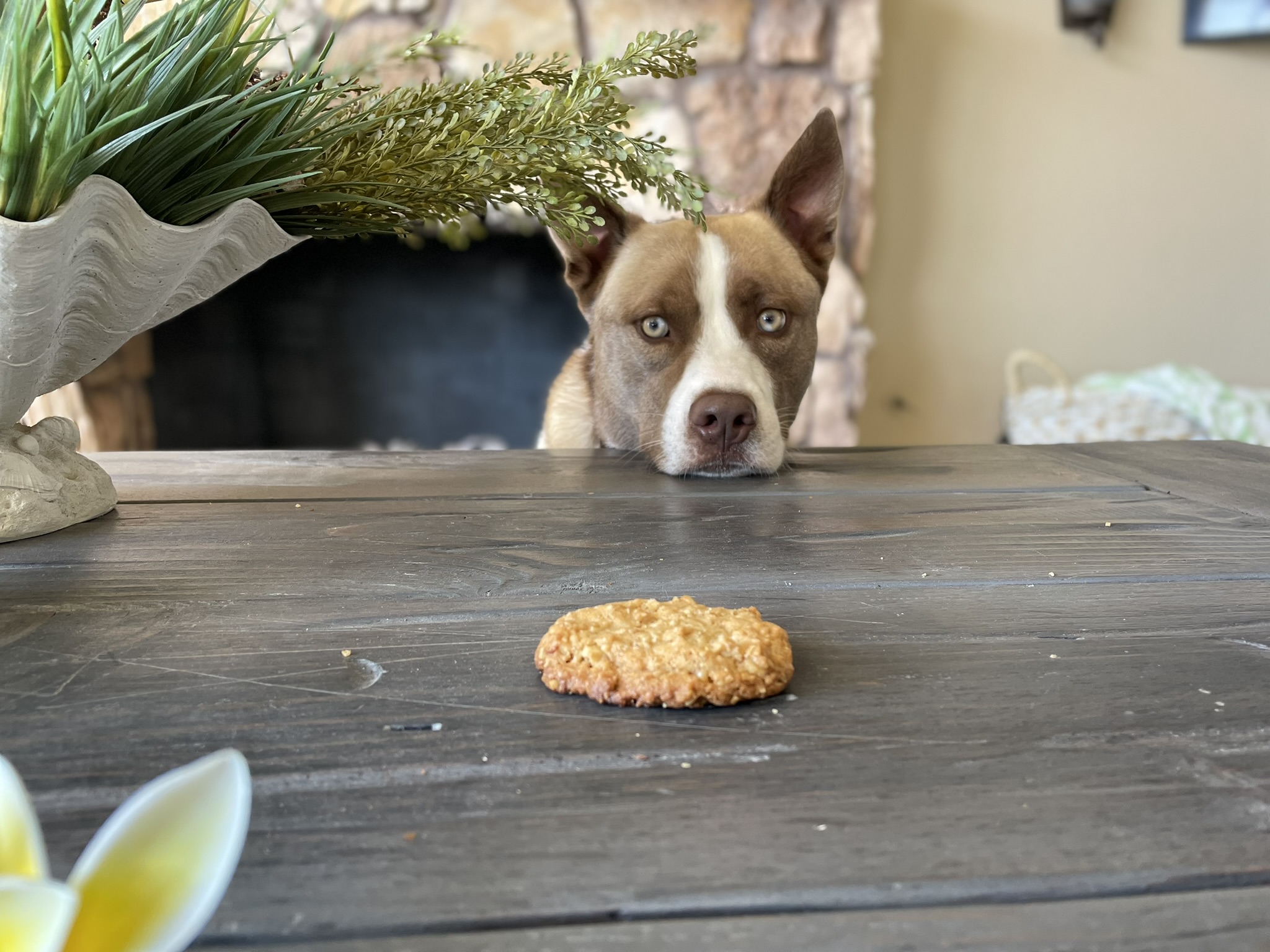 Lou's Ranger Cookies for Dogs