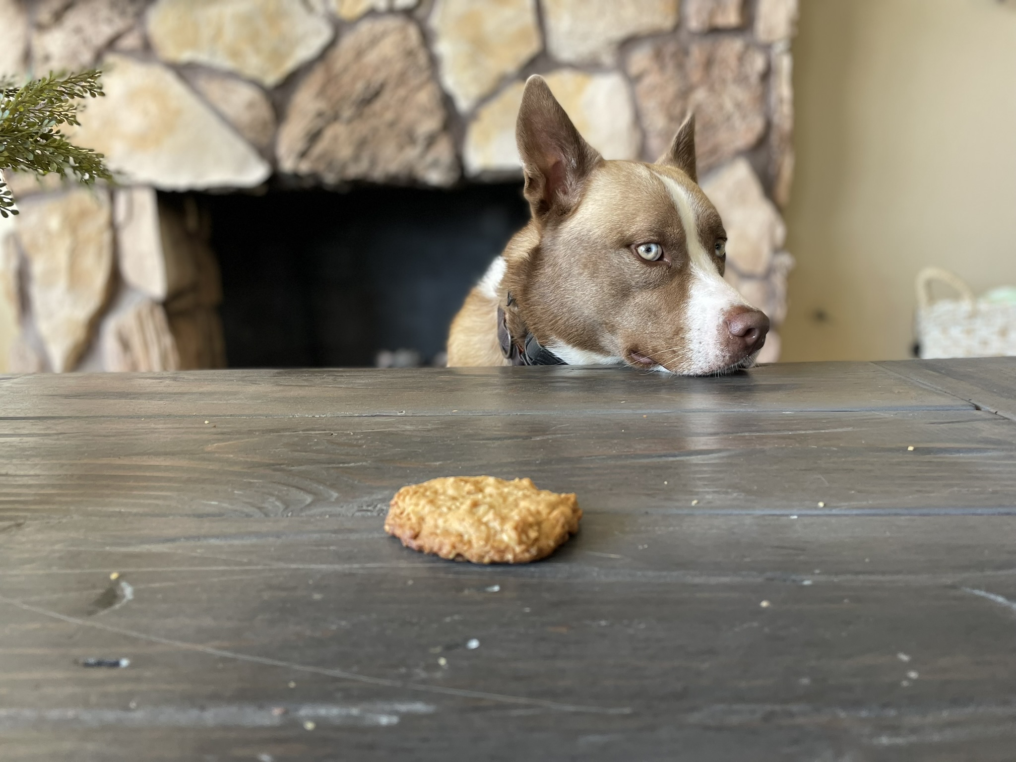 Lou's Ranger Cookies for Dogs