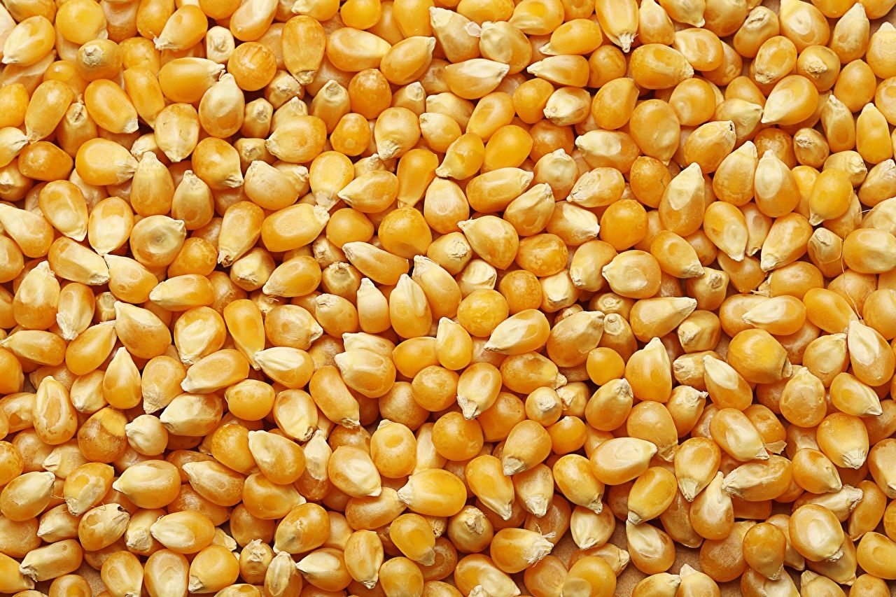 Maize Product