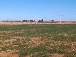 زراعى زمین برائے فروخت