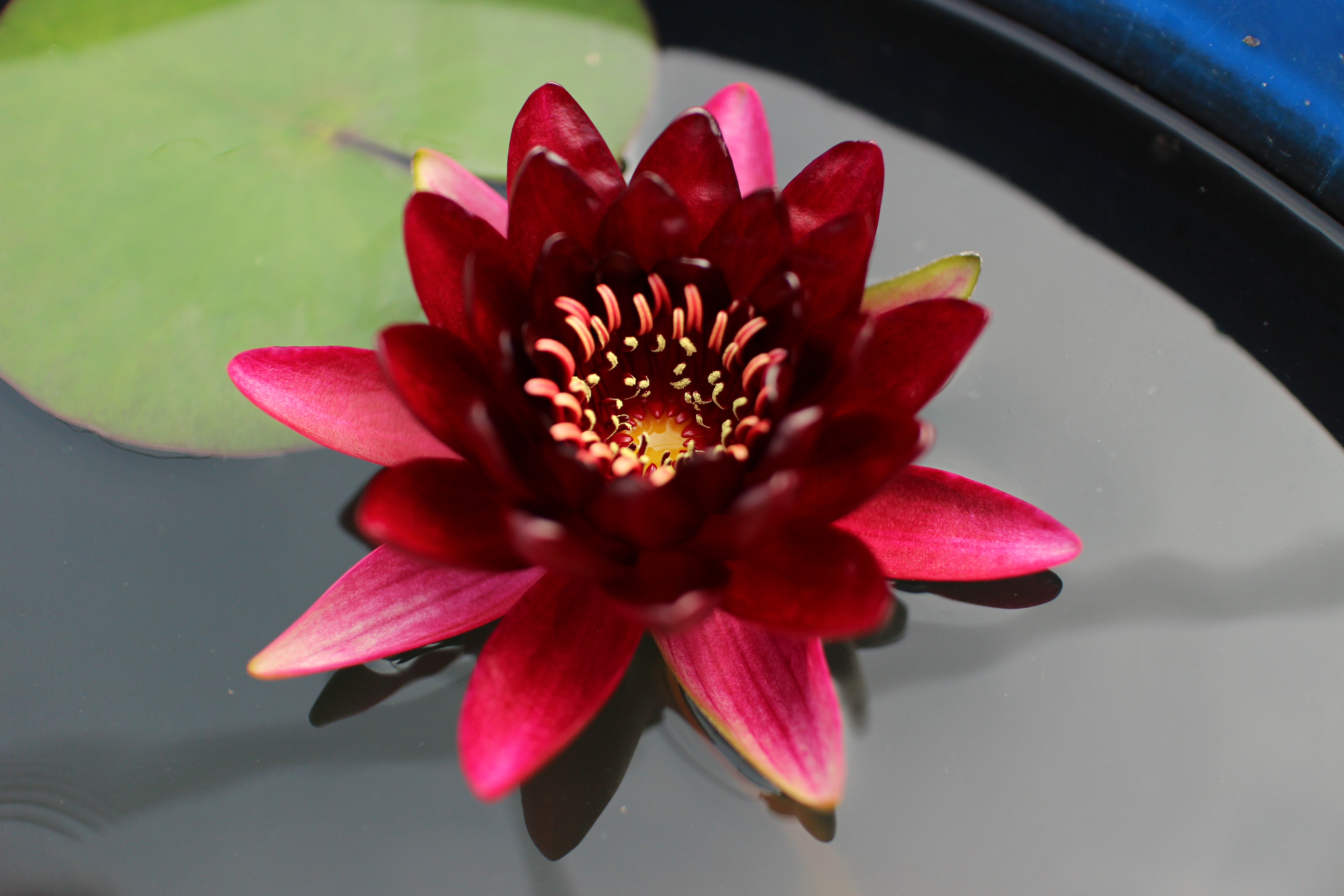 Nymphaea Black Princess