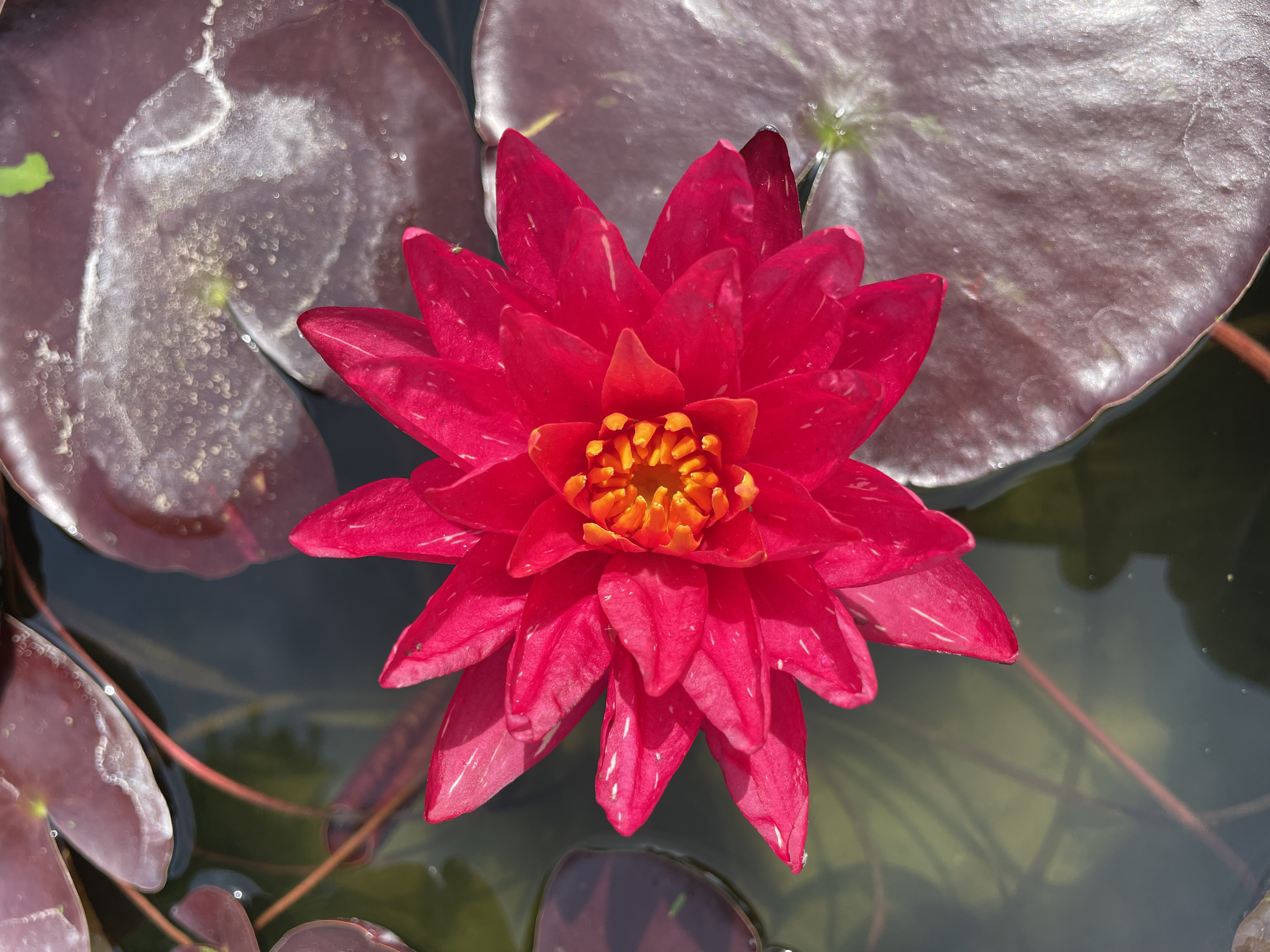 Nymphaea Red Revolution