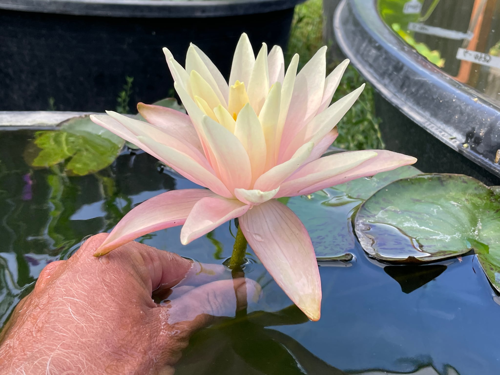 Nymphaea Fairy Skirt