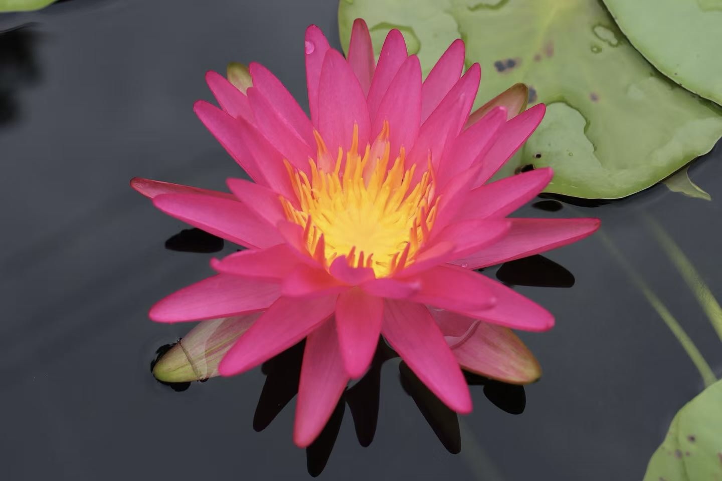 Nymphaea Pink Silk