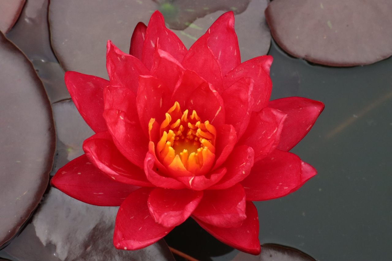 Nymphaea Red Revolution