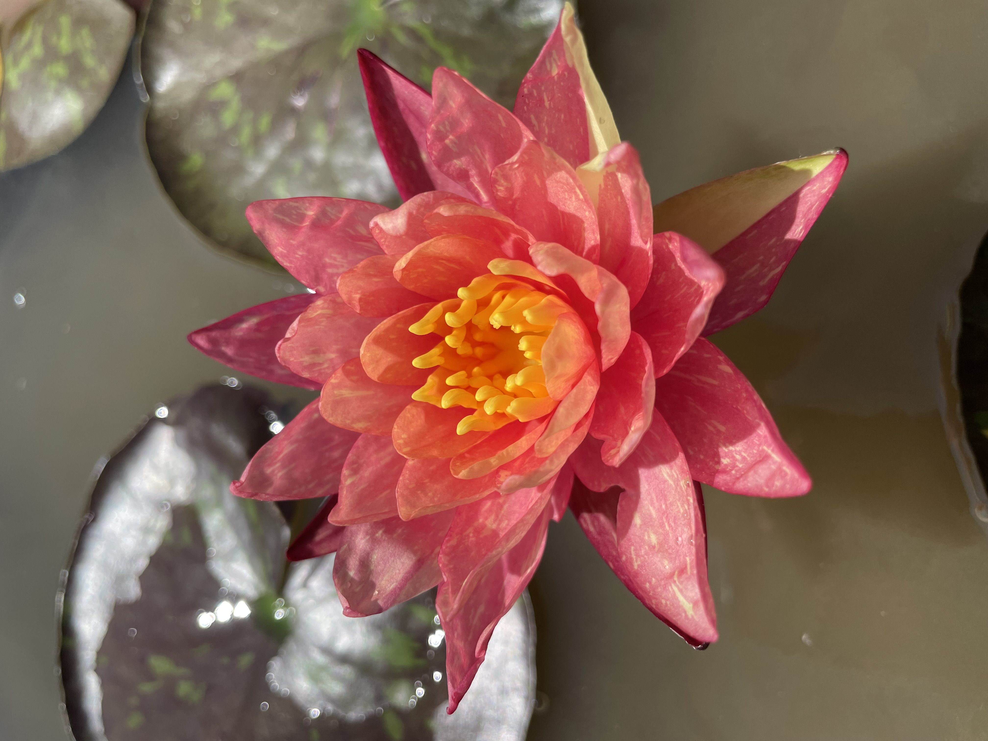 Nymphaea Wanvisa