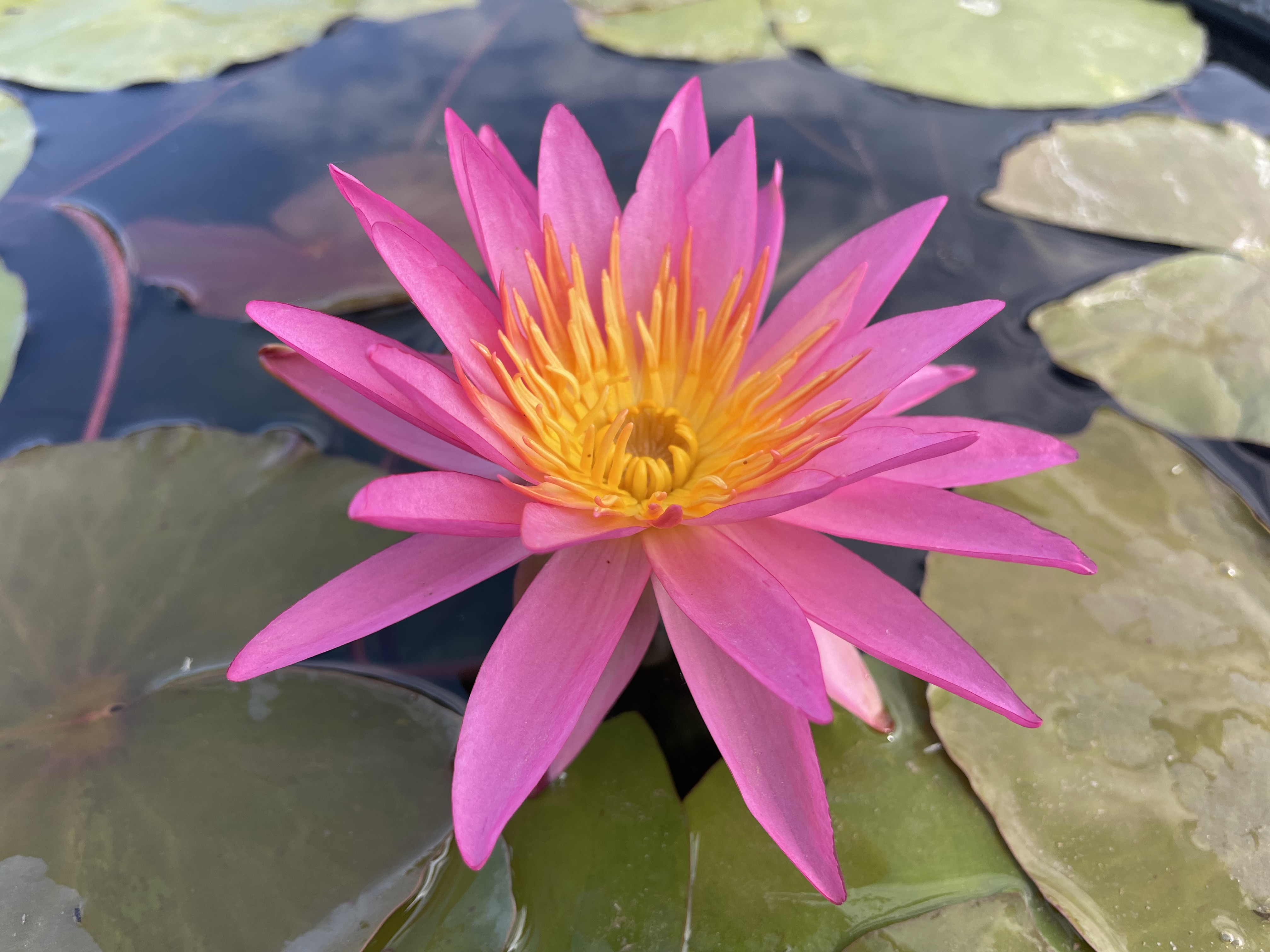 Nymphaea Antique Atmosphere