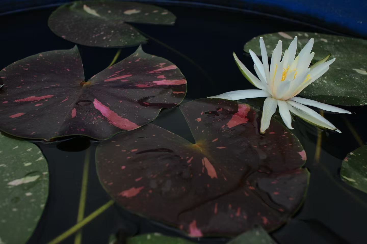 Nymphaea Arc en Ciel