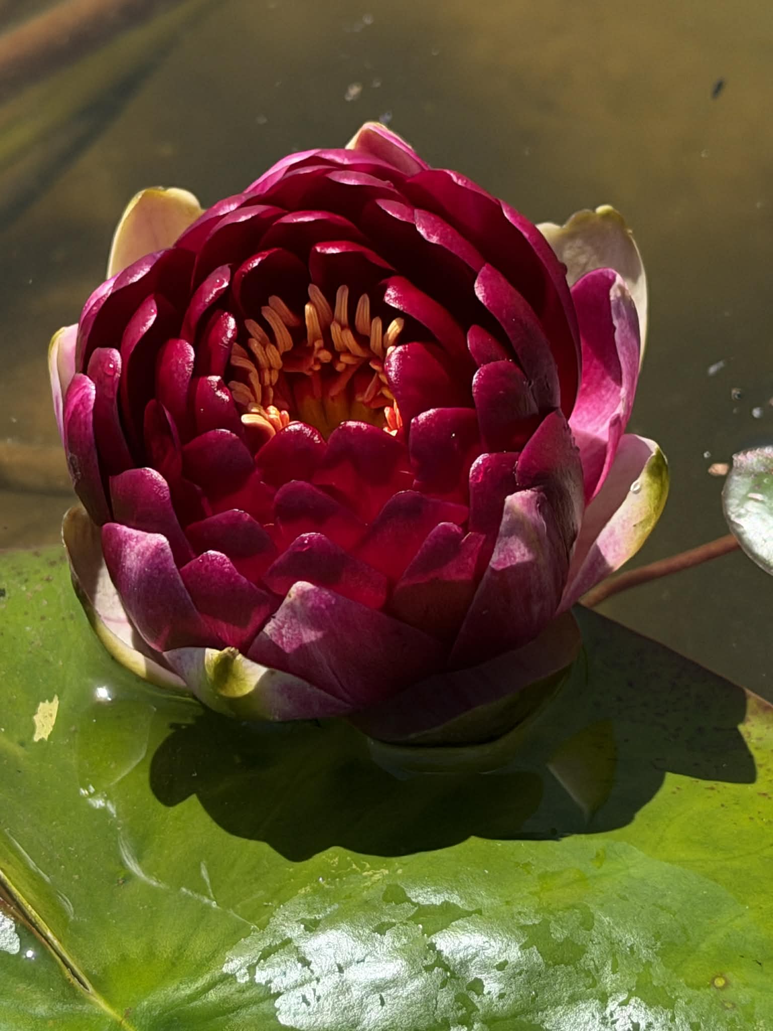Nymphaea Randy Ball