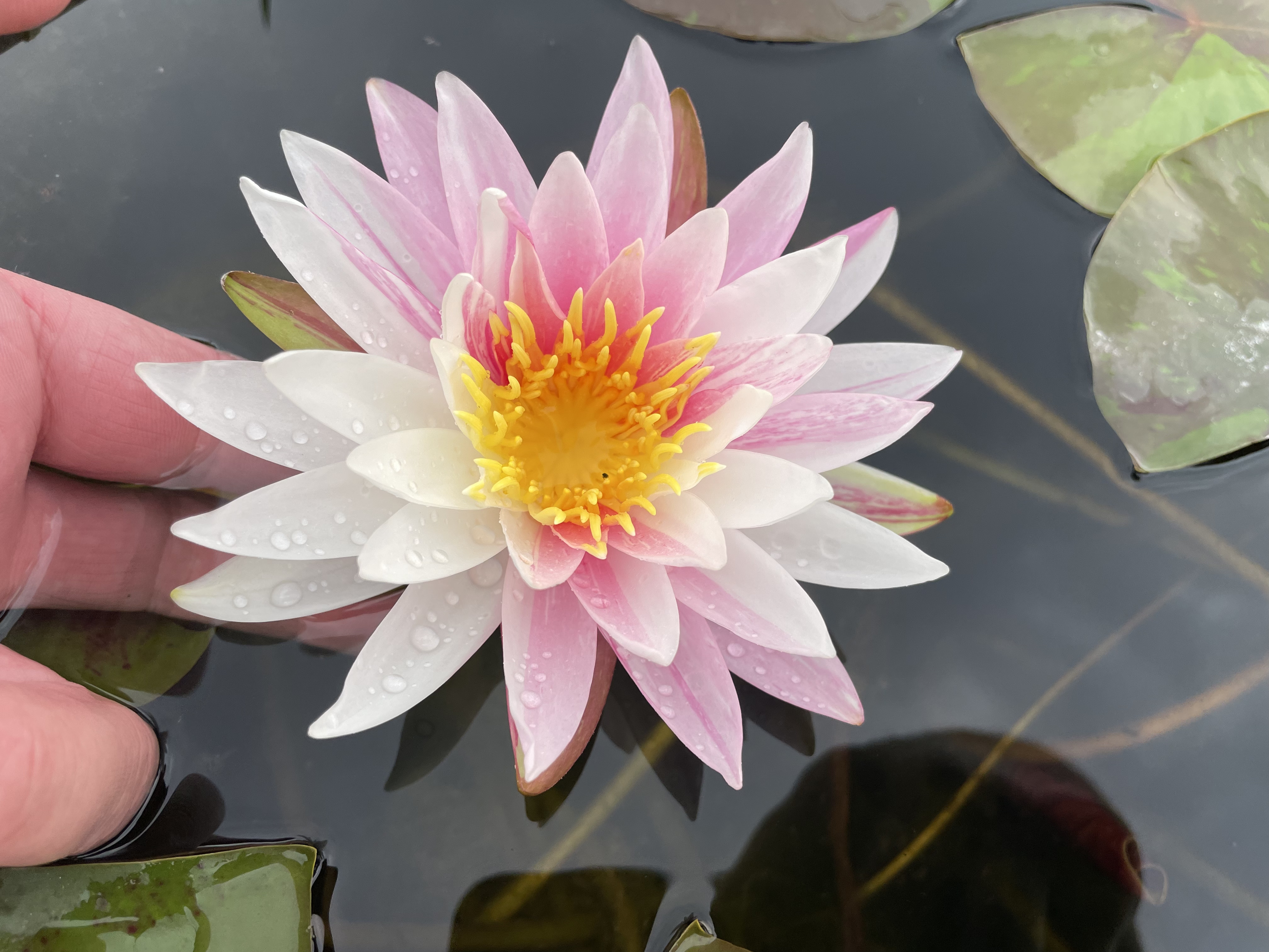 Nymphaea  Gabriel's Tausendschön