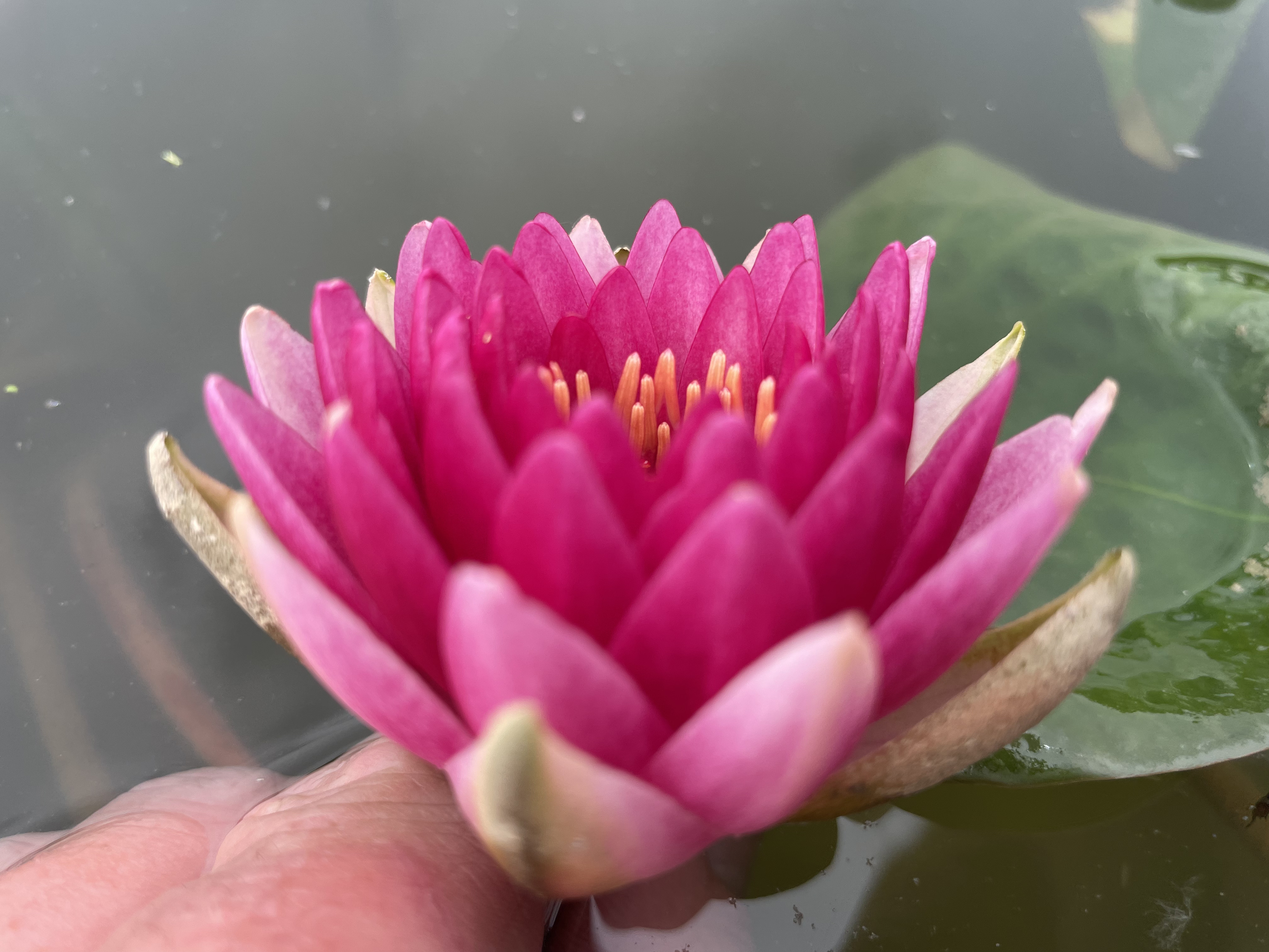 Nymphaea Randy Ball