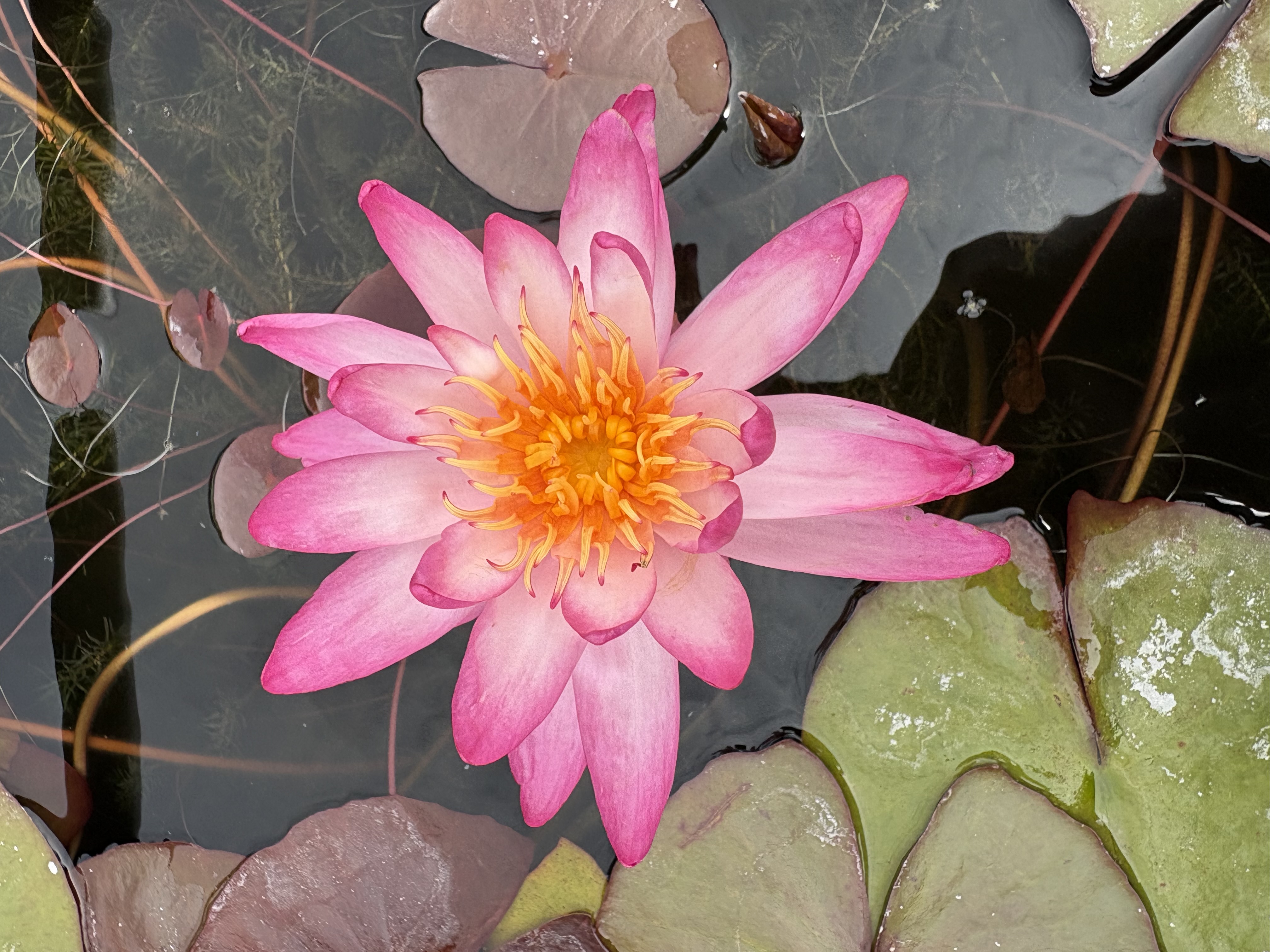 Nymphaea Thai Delight