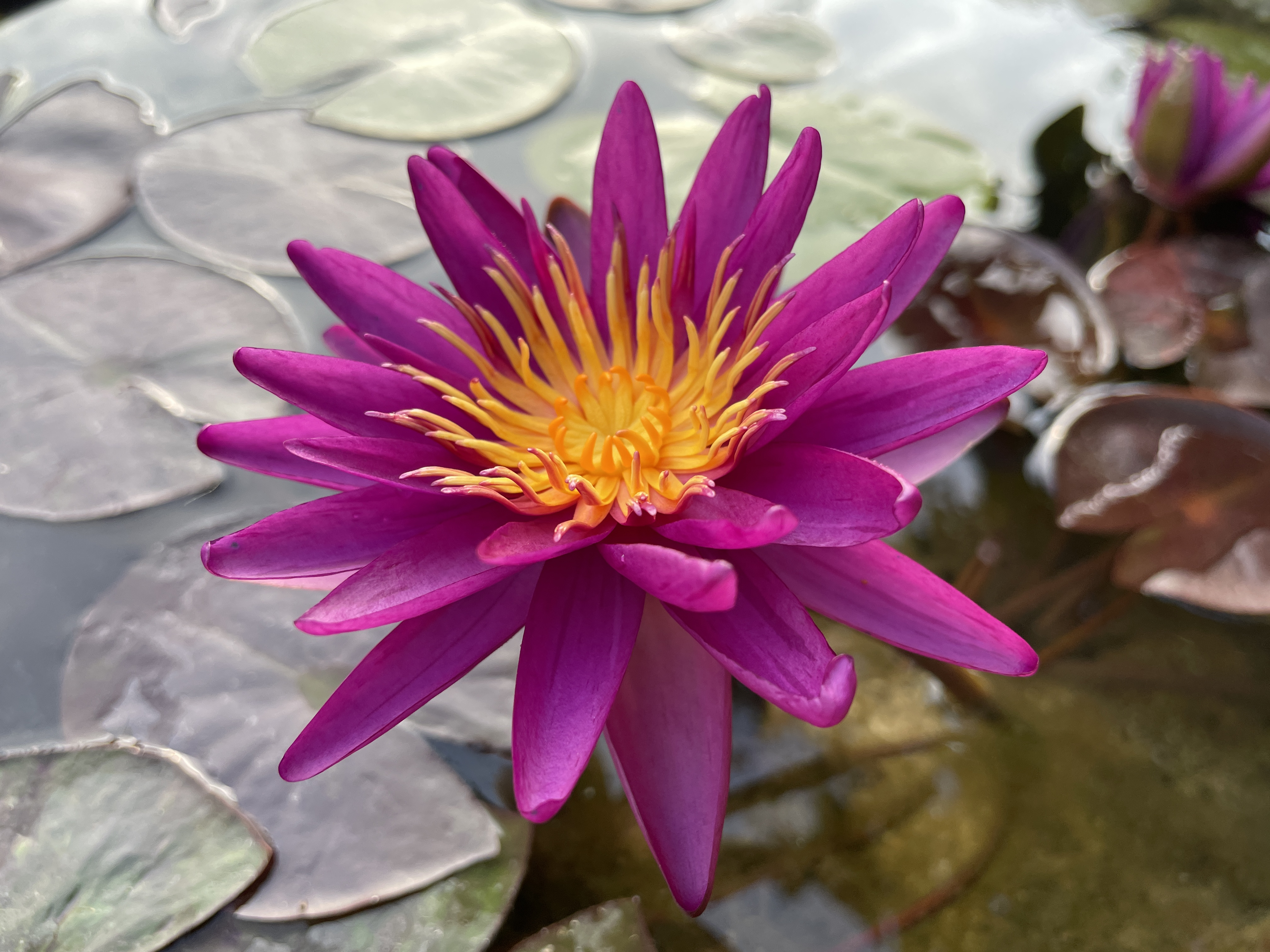 Nymphaea Josiane