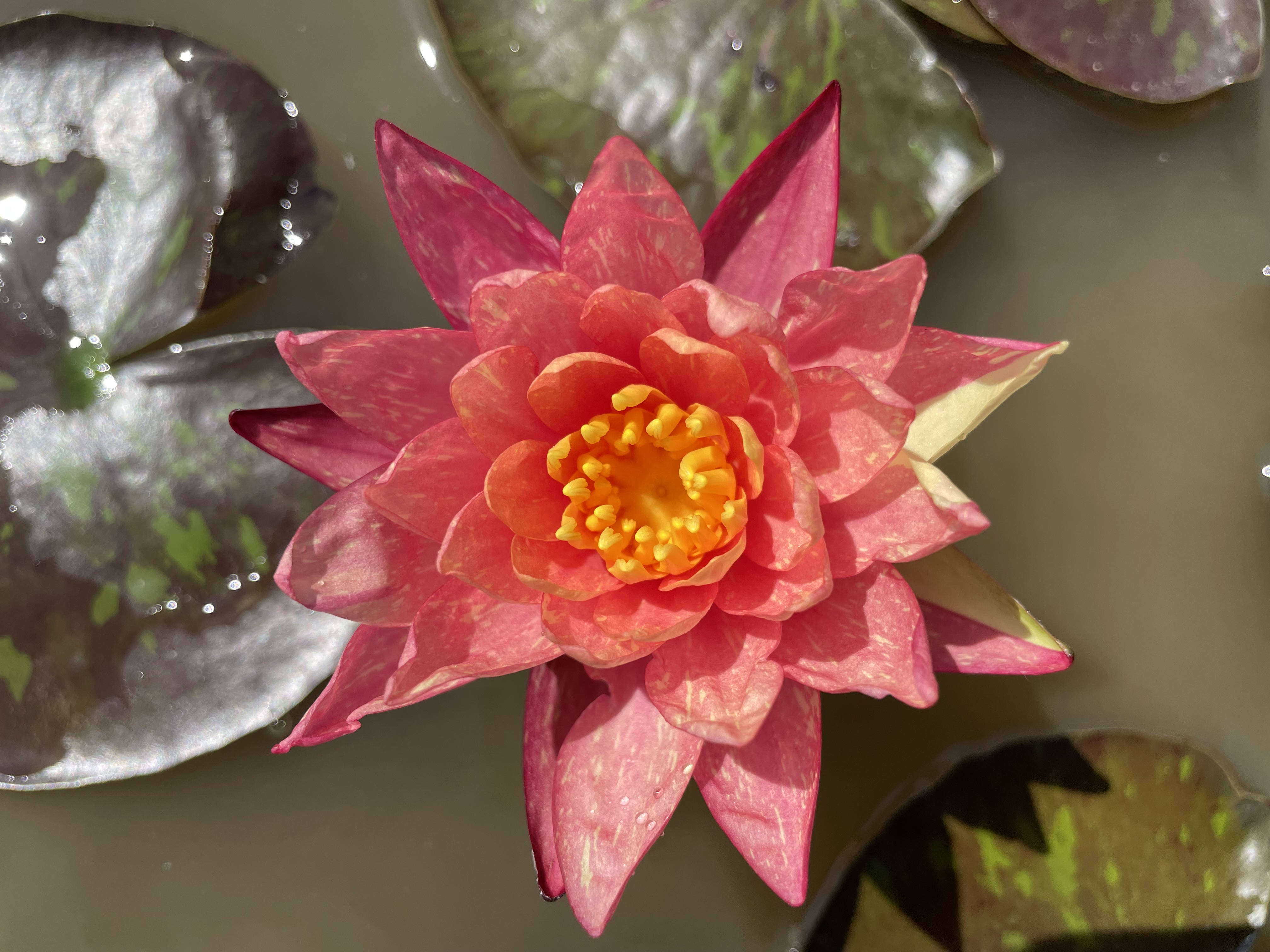 Nymphaea Wanvisa