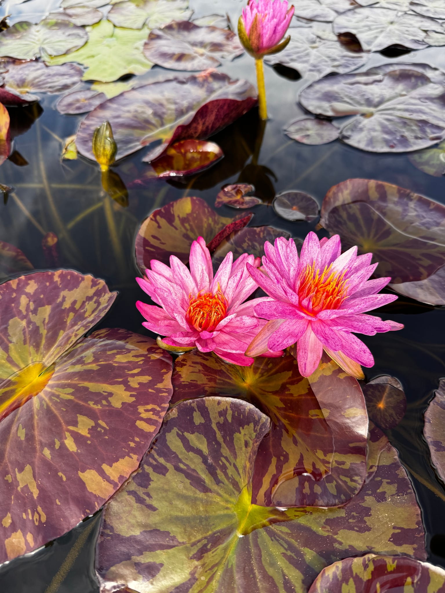 Nymphaea Purple Zebra