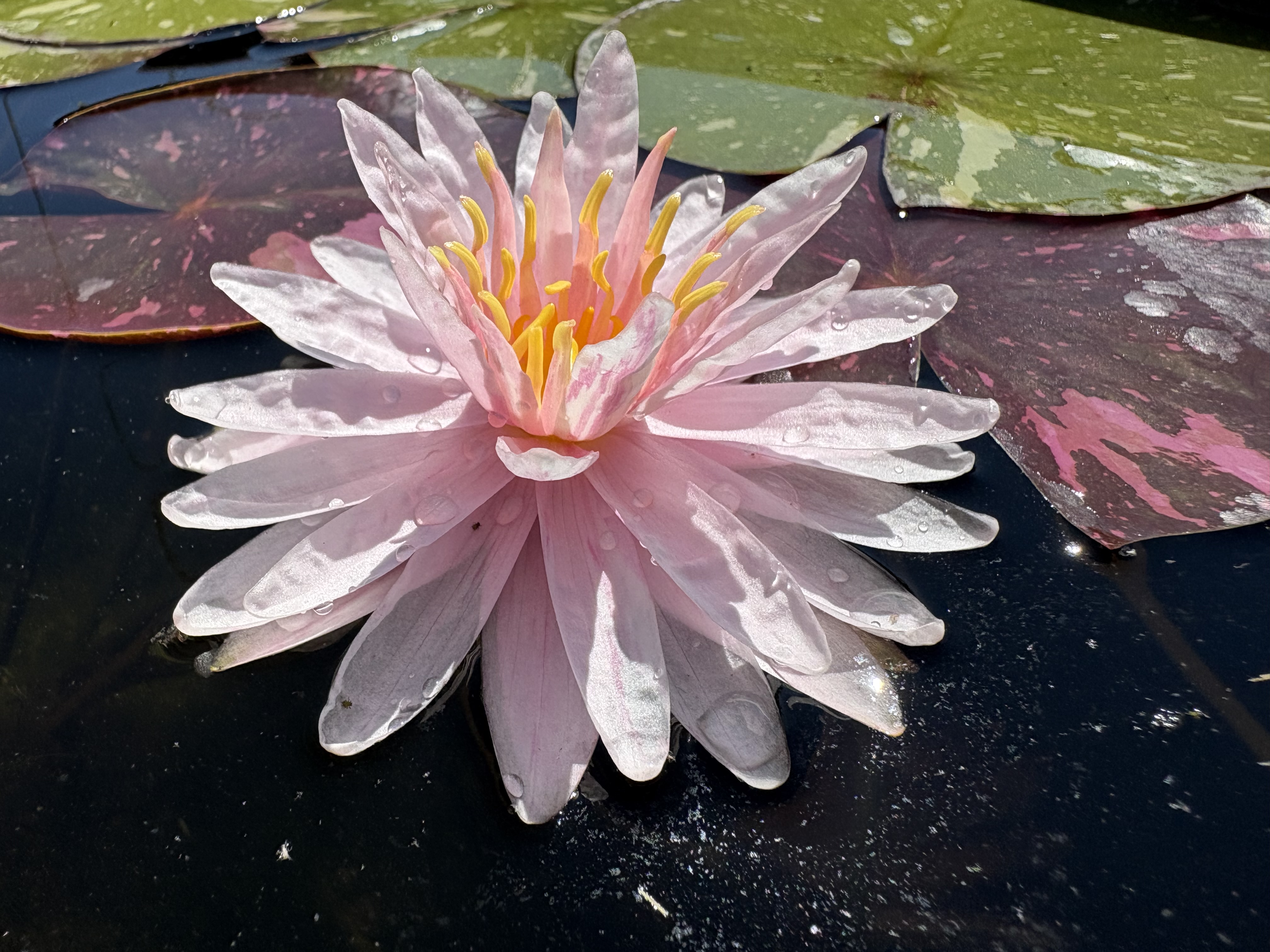 Nymphaea Painted Lady