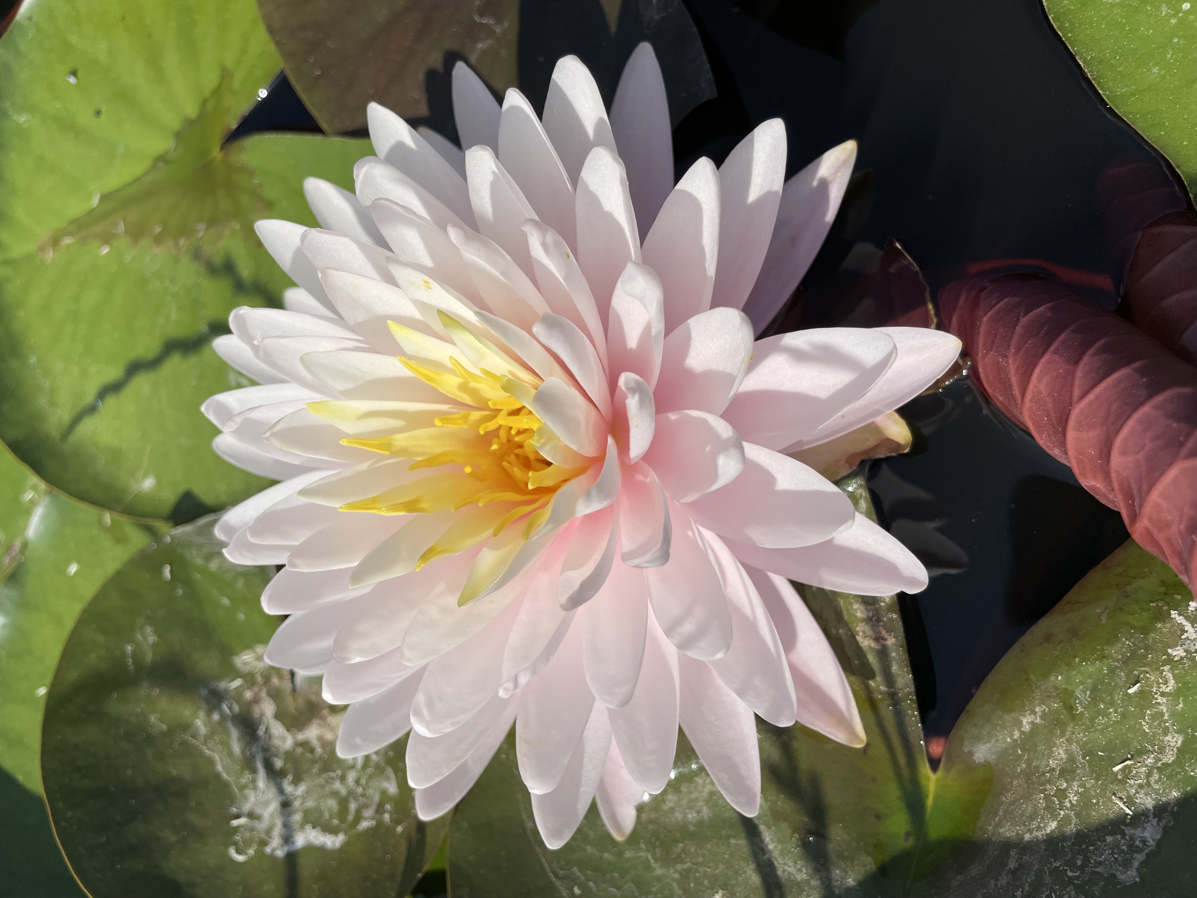 Nymphaea Gabriel's Easy Going